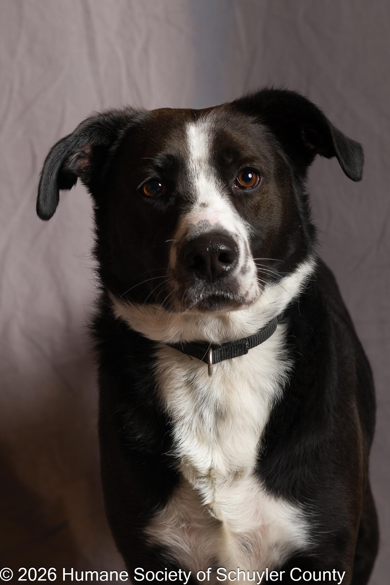 Enlarge Axel, an adopted mixed breed in Montour Falls, NY image 2/3