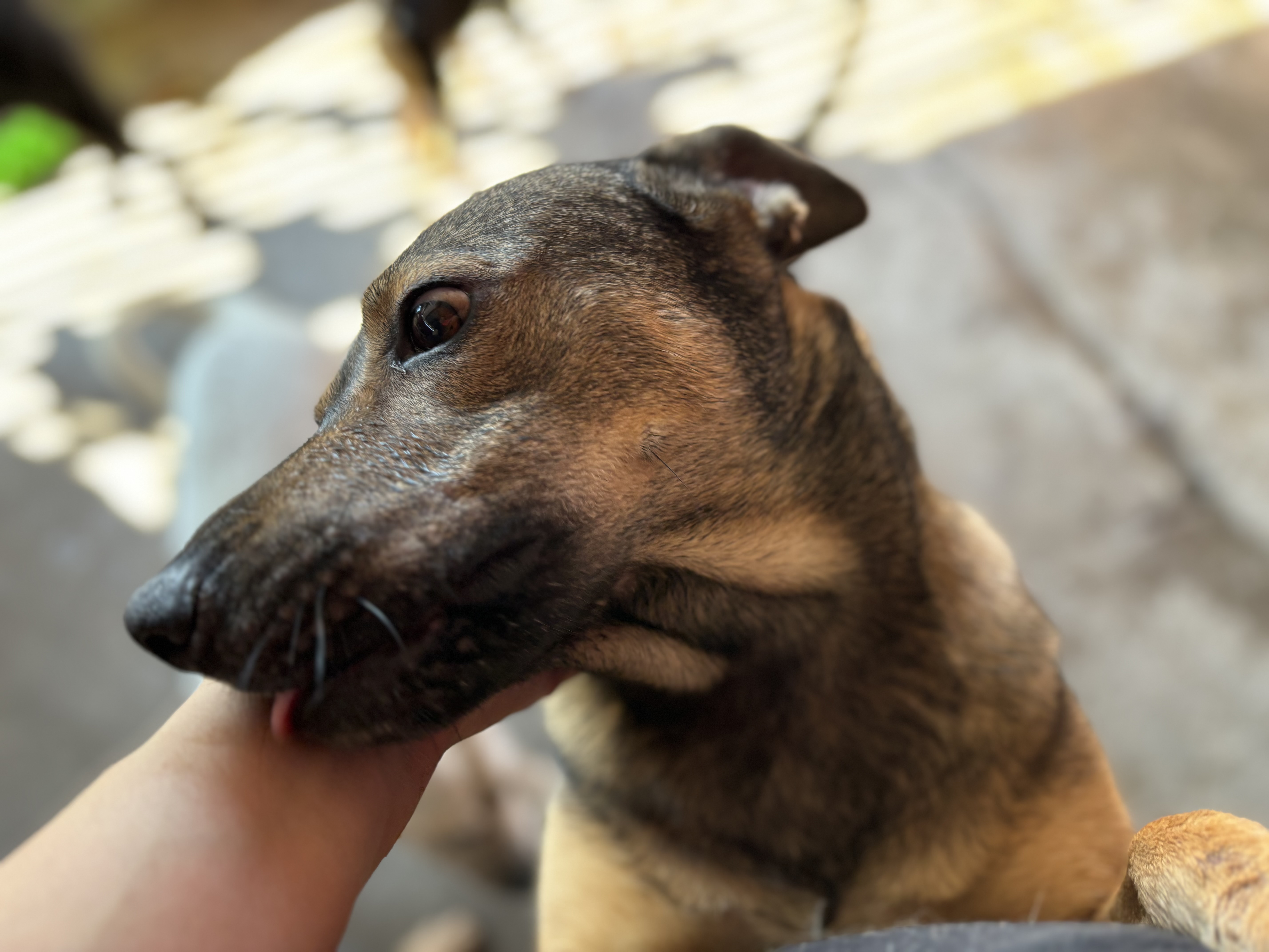 Enlarge Anika, a Adoptable mixed breed in Nogales, SON image 1/6