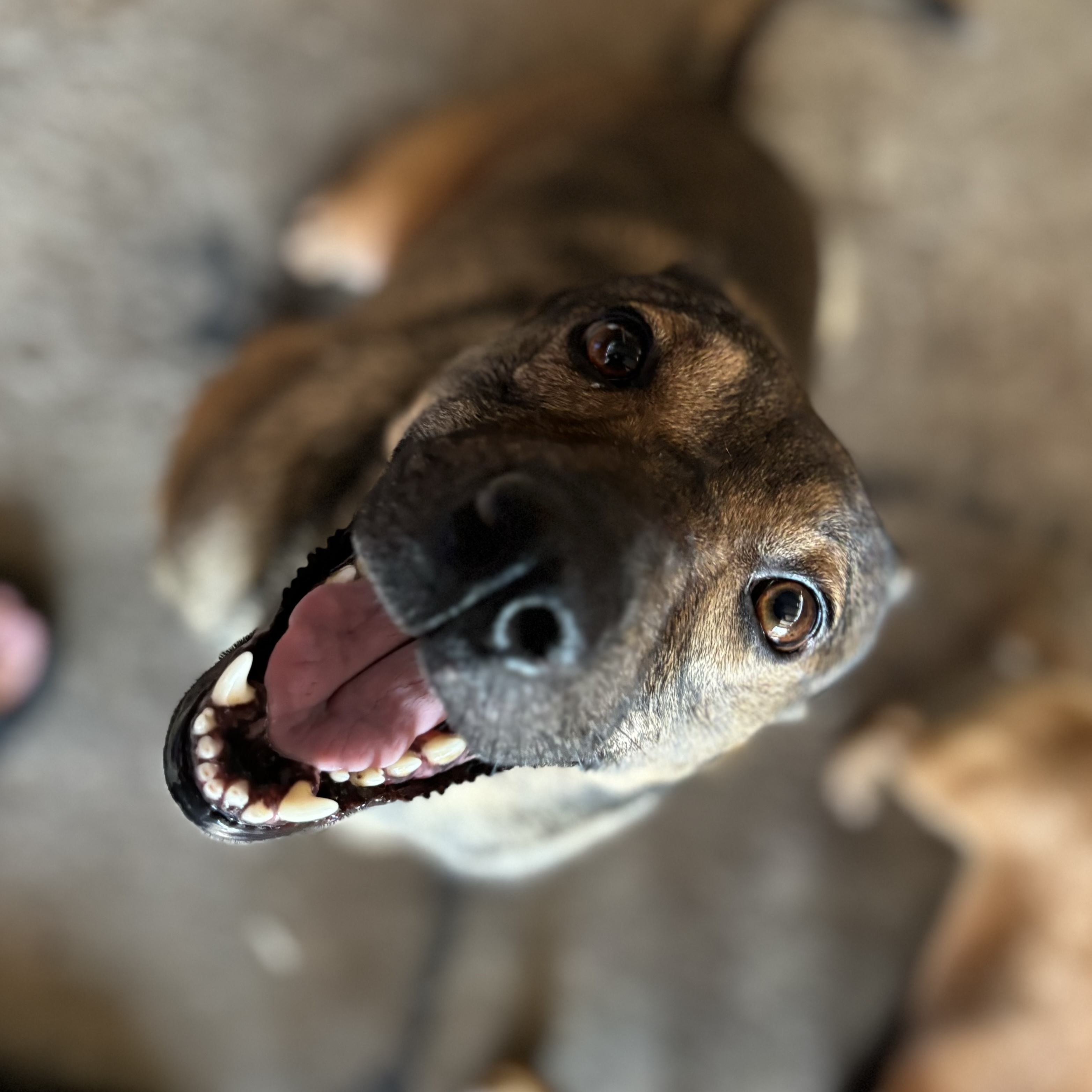 Anika, an adoptable Black Mouth Cur in Nogales, SON, 84093 | Photo Image 2