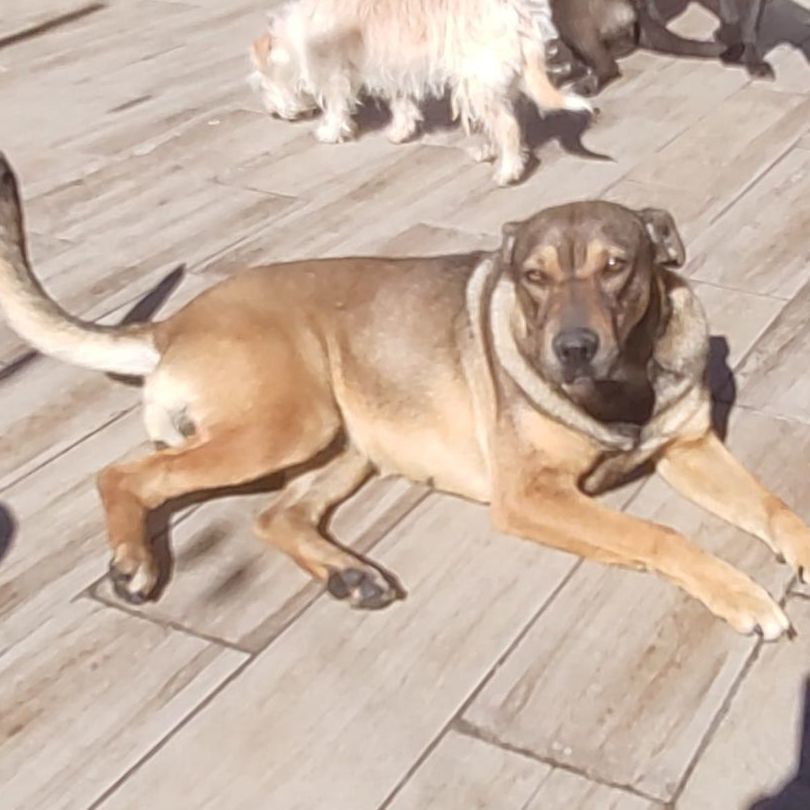 Anika, an adoptable Black Mouth Cur in Nogales, SON, 84093 | Photo Image 4