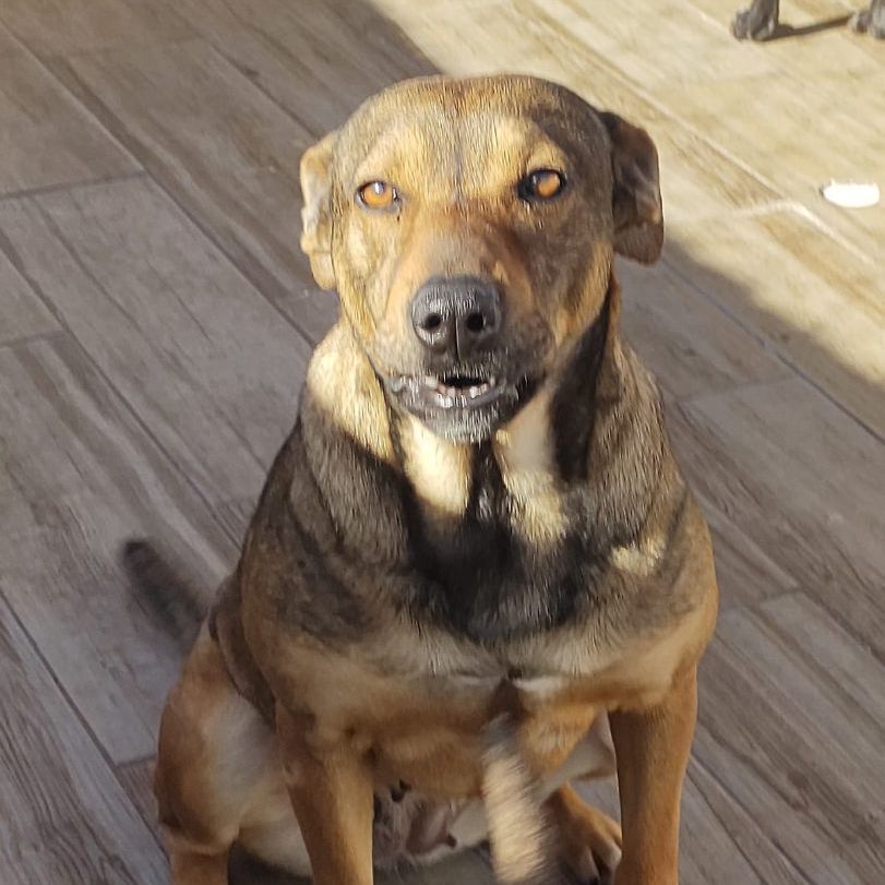 Anika, an adoptable Black Mouth Cur in Nogales, SON, 84093 | Photo Image 3