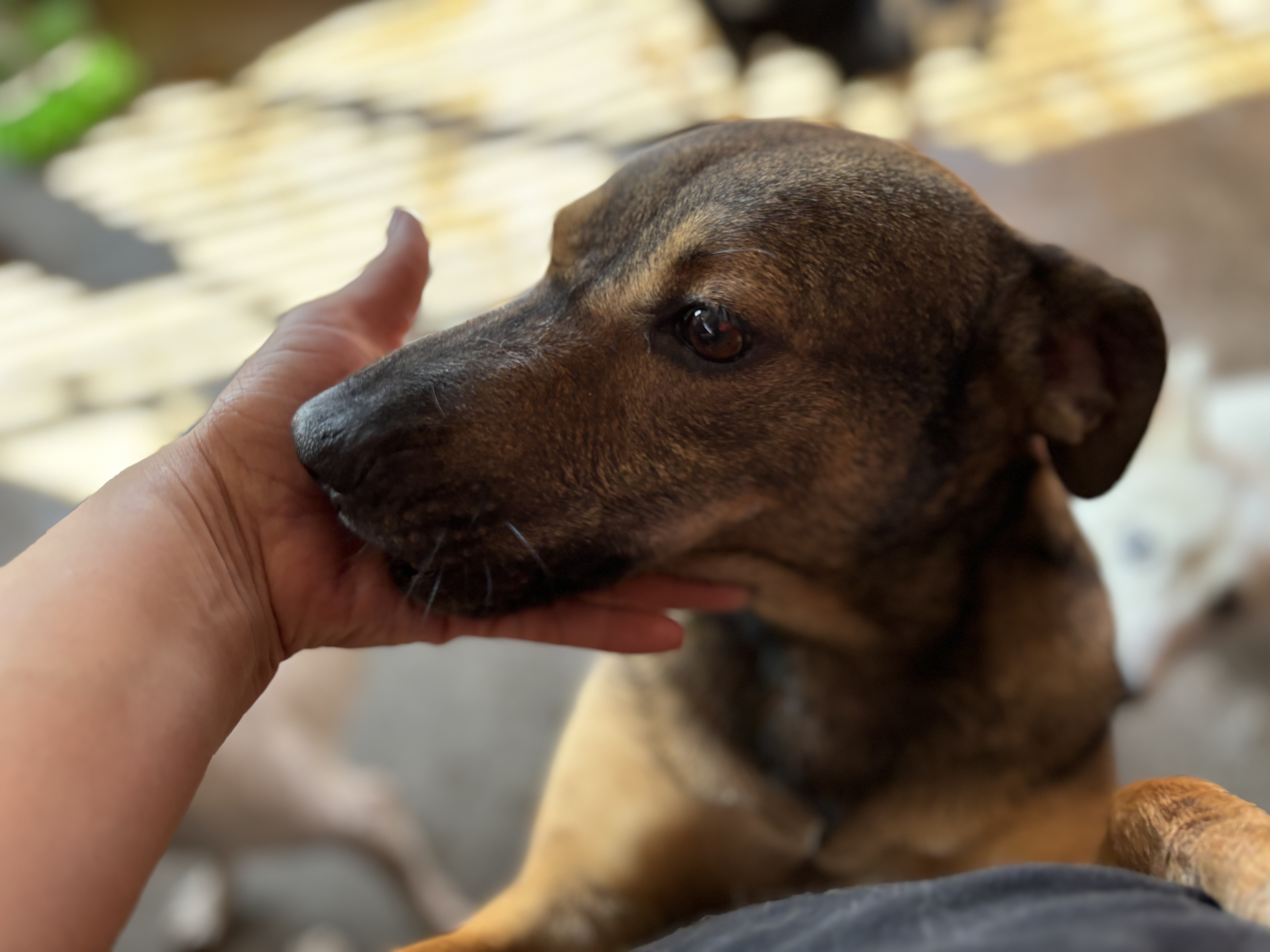 Anika, an adoptable Black Mouth Cur in Nogales, SON, 84093 | Photo Image 5