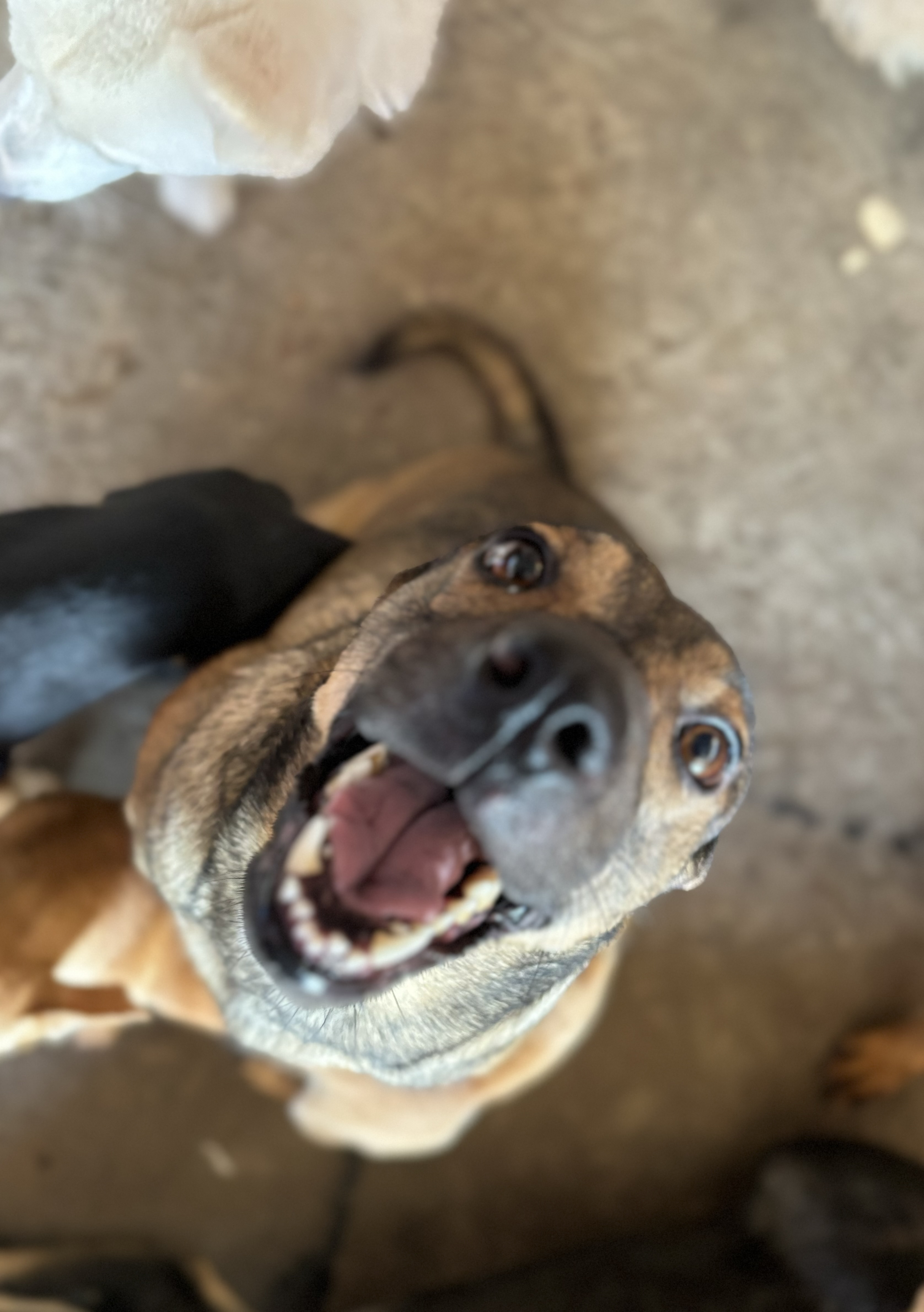 Anika, an adoptable Black Mouth Cur in Nogales, SON, 84093 | Photo Image 6