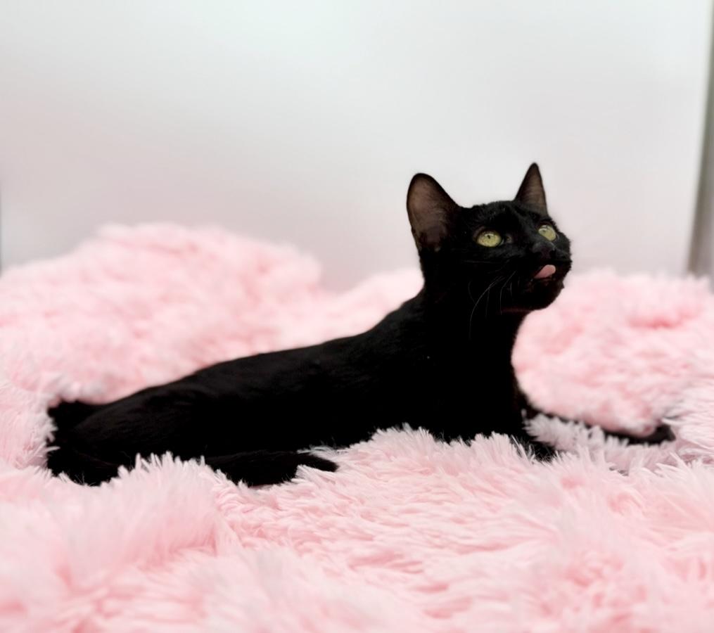 Firestick