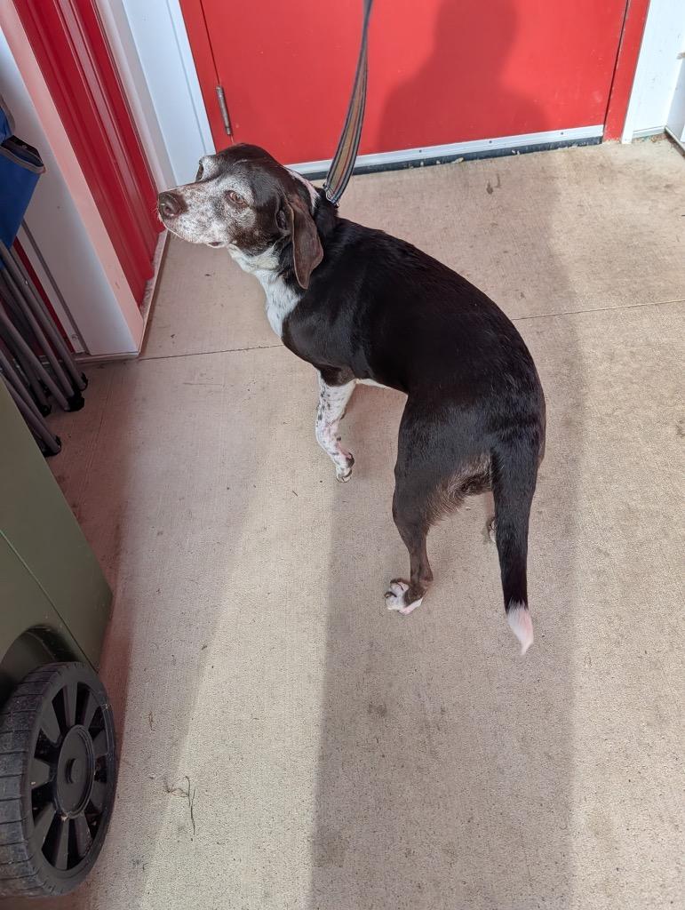 Cookie, Adoptable, Adult Female German Shorthaired Pointer.