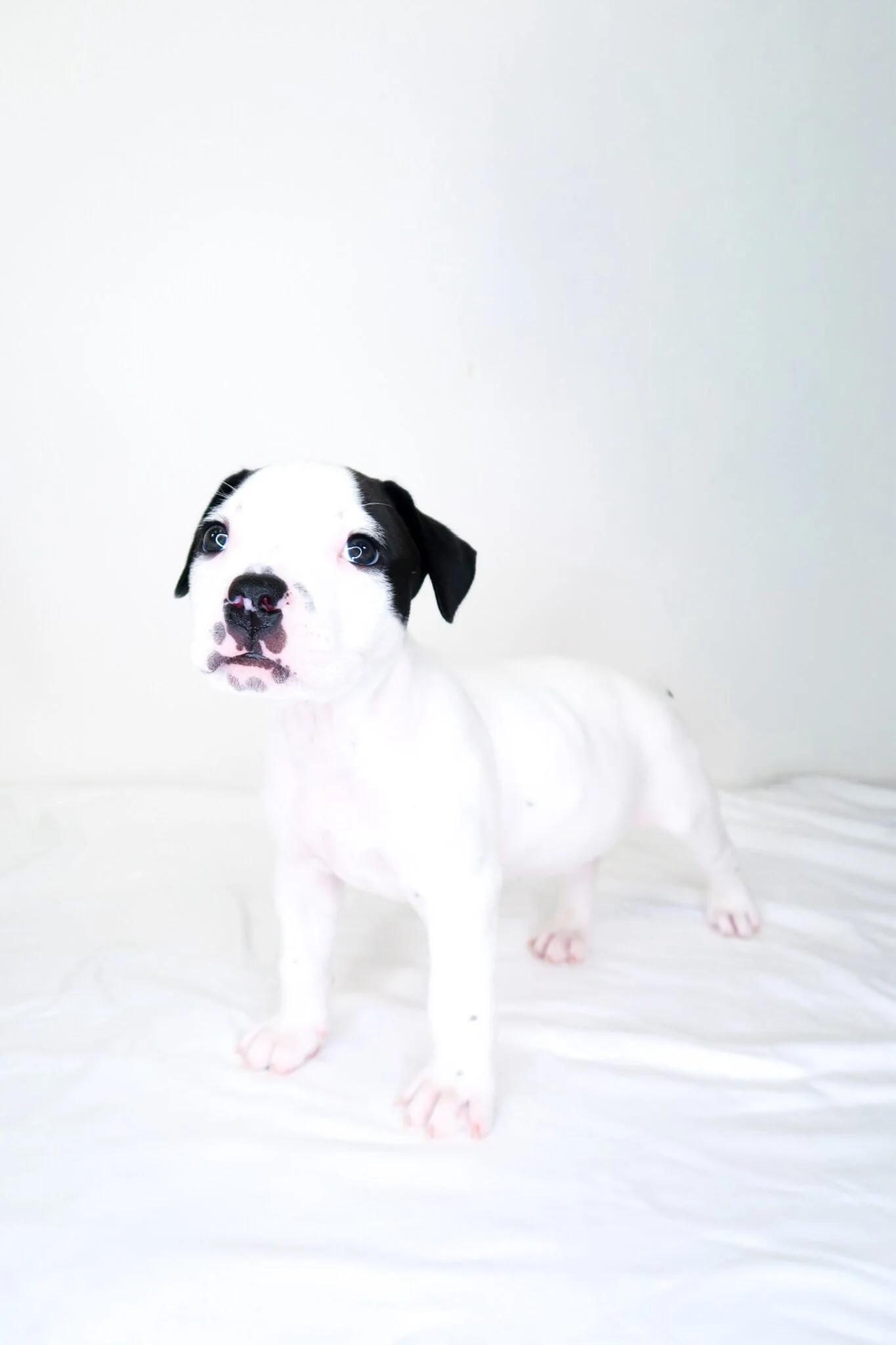Alfalfa, an adopted mixed breed in Bixby, OK image 4/4