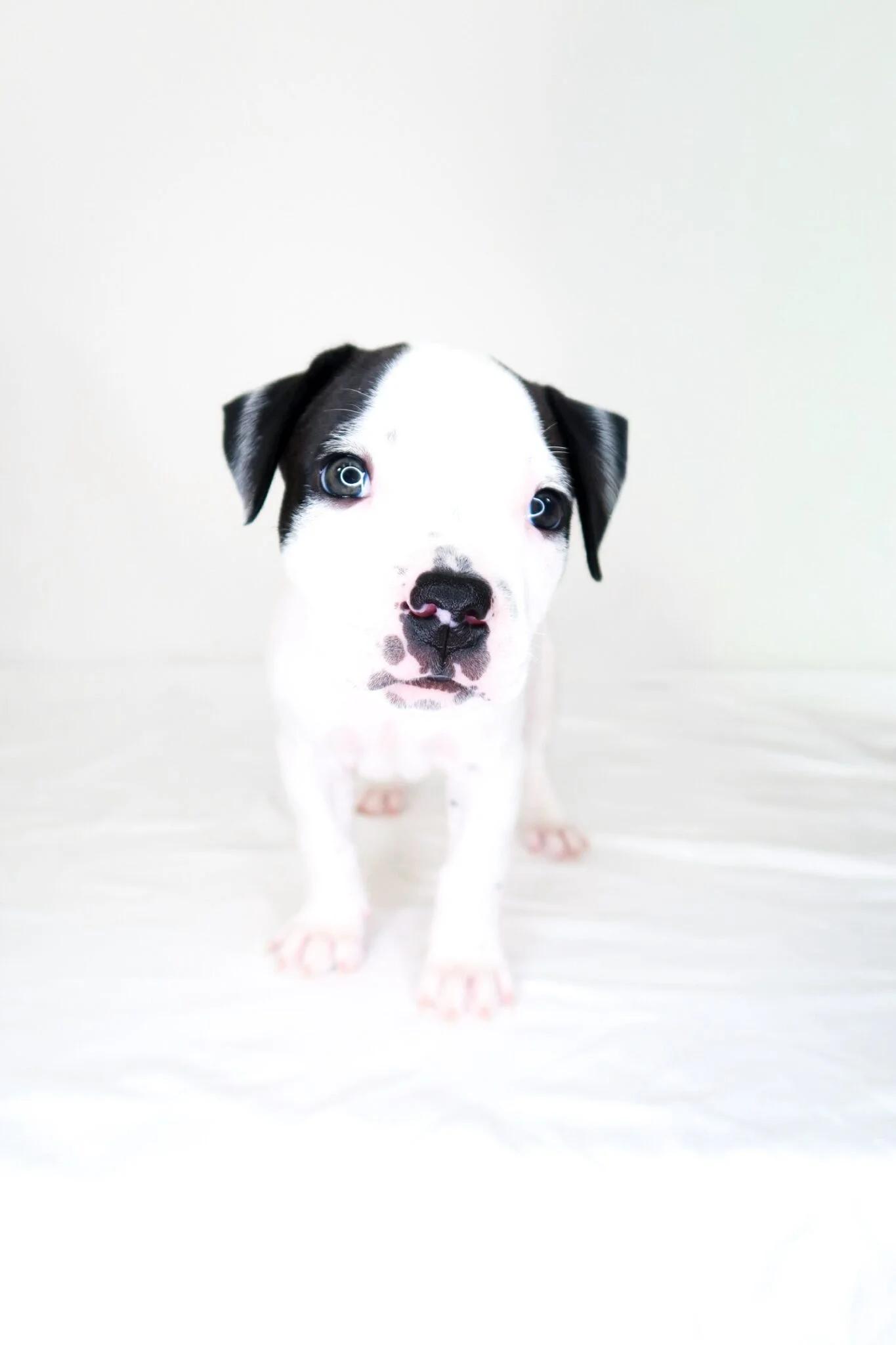 Alfalfa, adopted, Puppy Male Pit Bull Terrier.