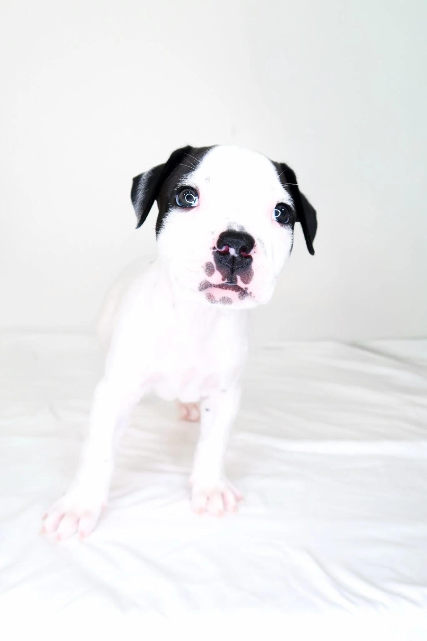 Alfalfa, an adopted mixed breed in Bixby, OK image 2/4