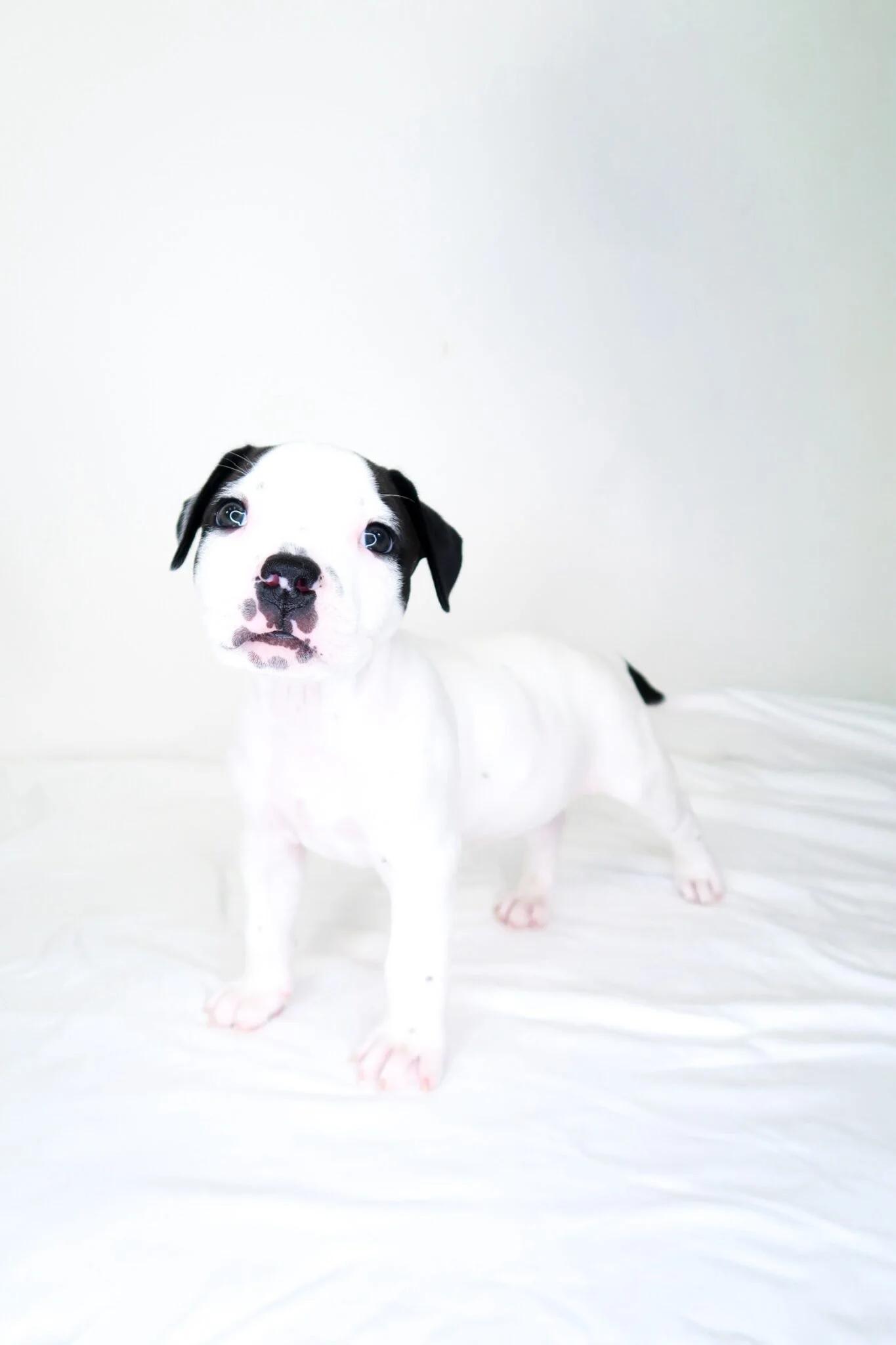 Alfalfa, an adopted mixed breed in Bixby, OK image 3/4