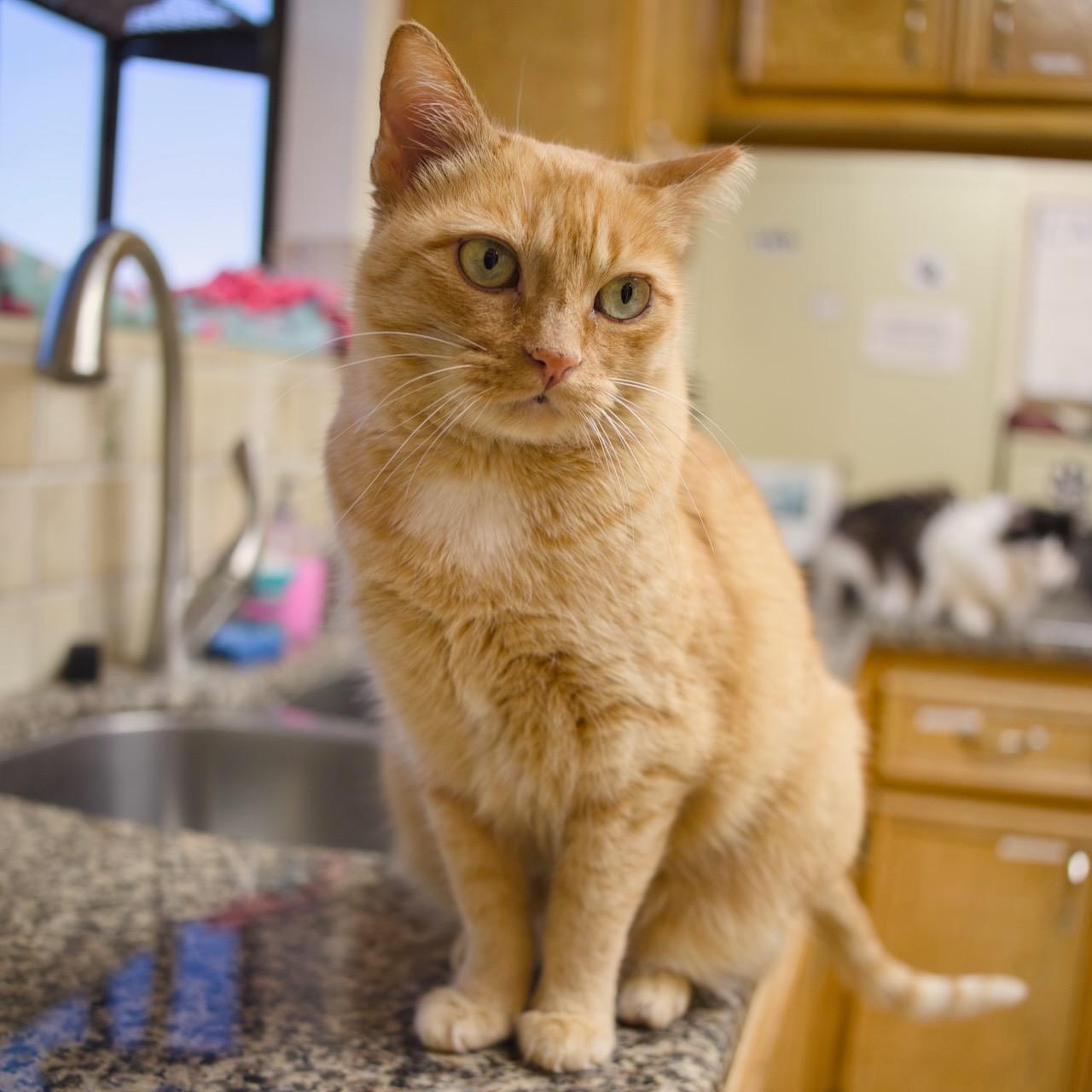 Catness photo 4