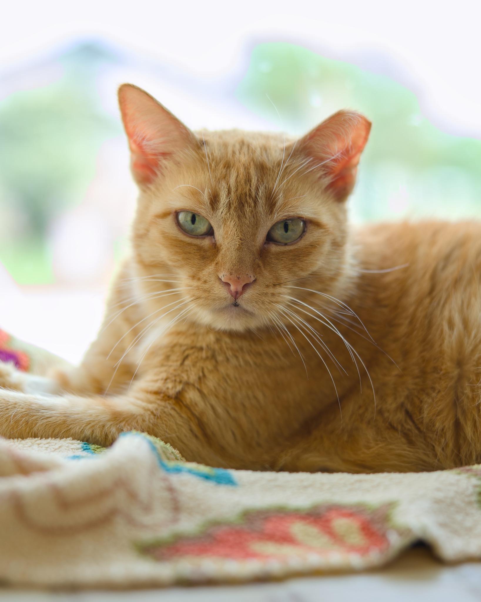 Catness, Senior Female Domestic Short Hair