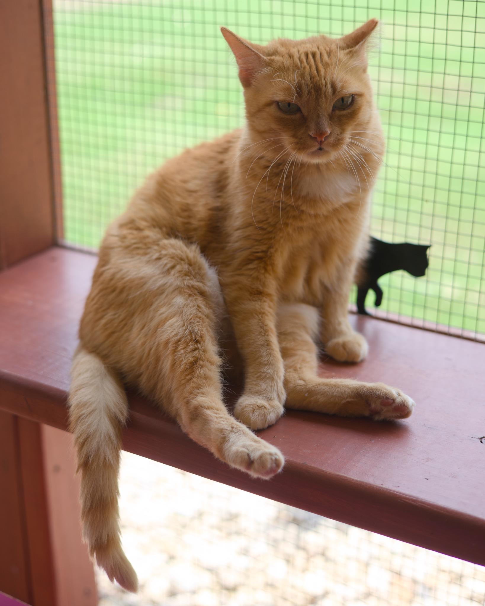 Catness photo 5