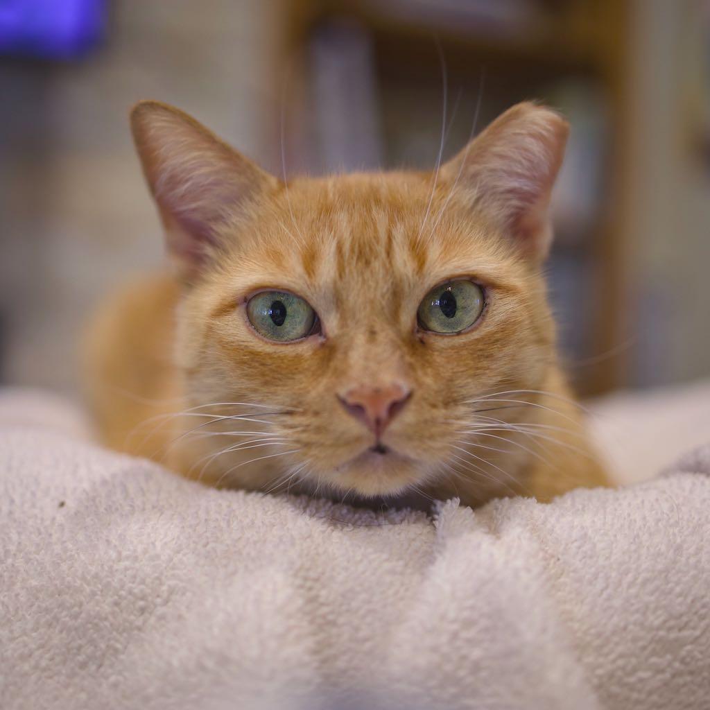 Catness photo 3
