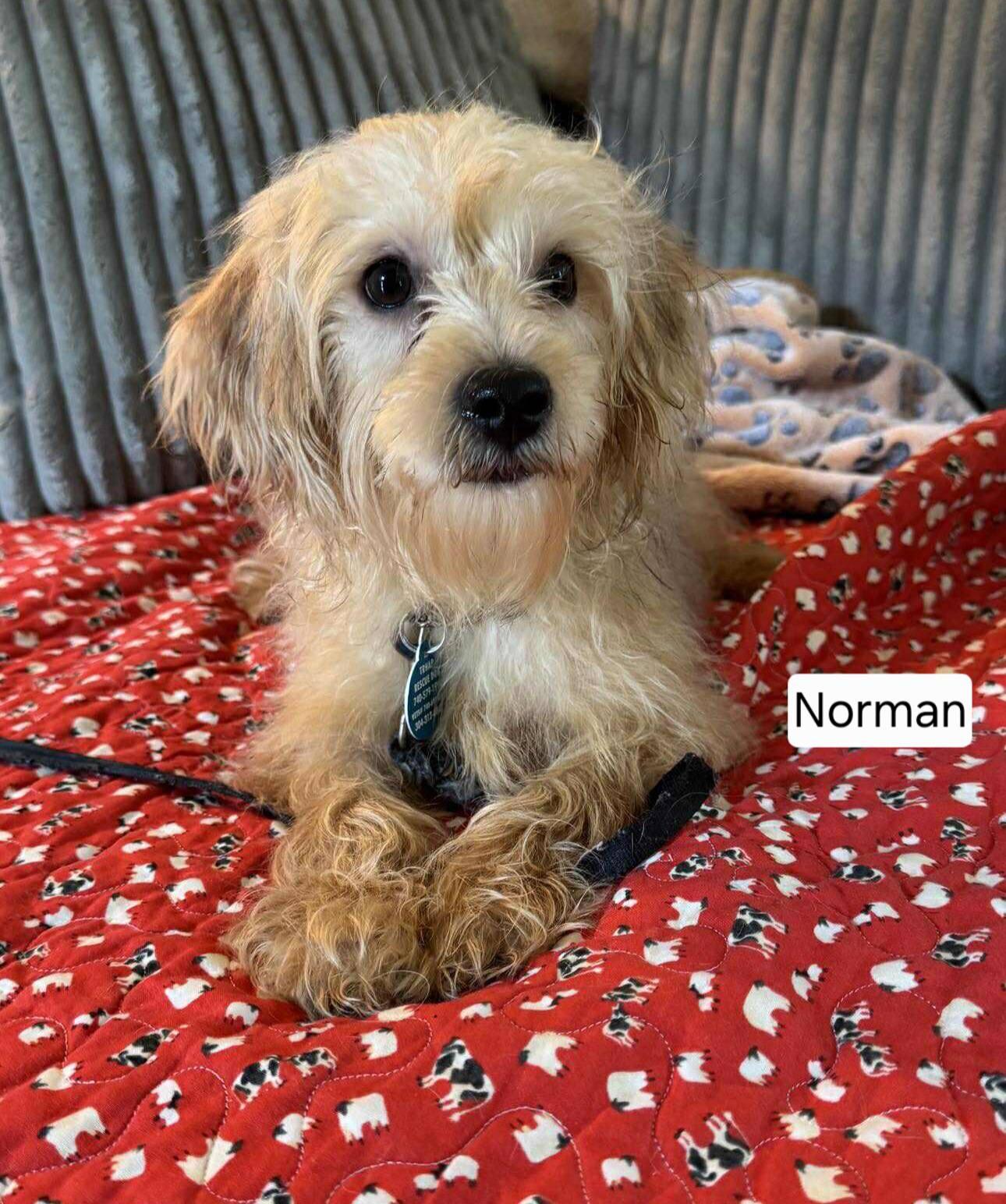 Norman