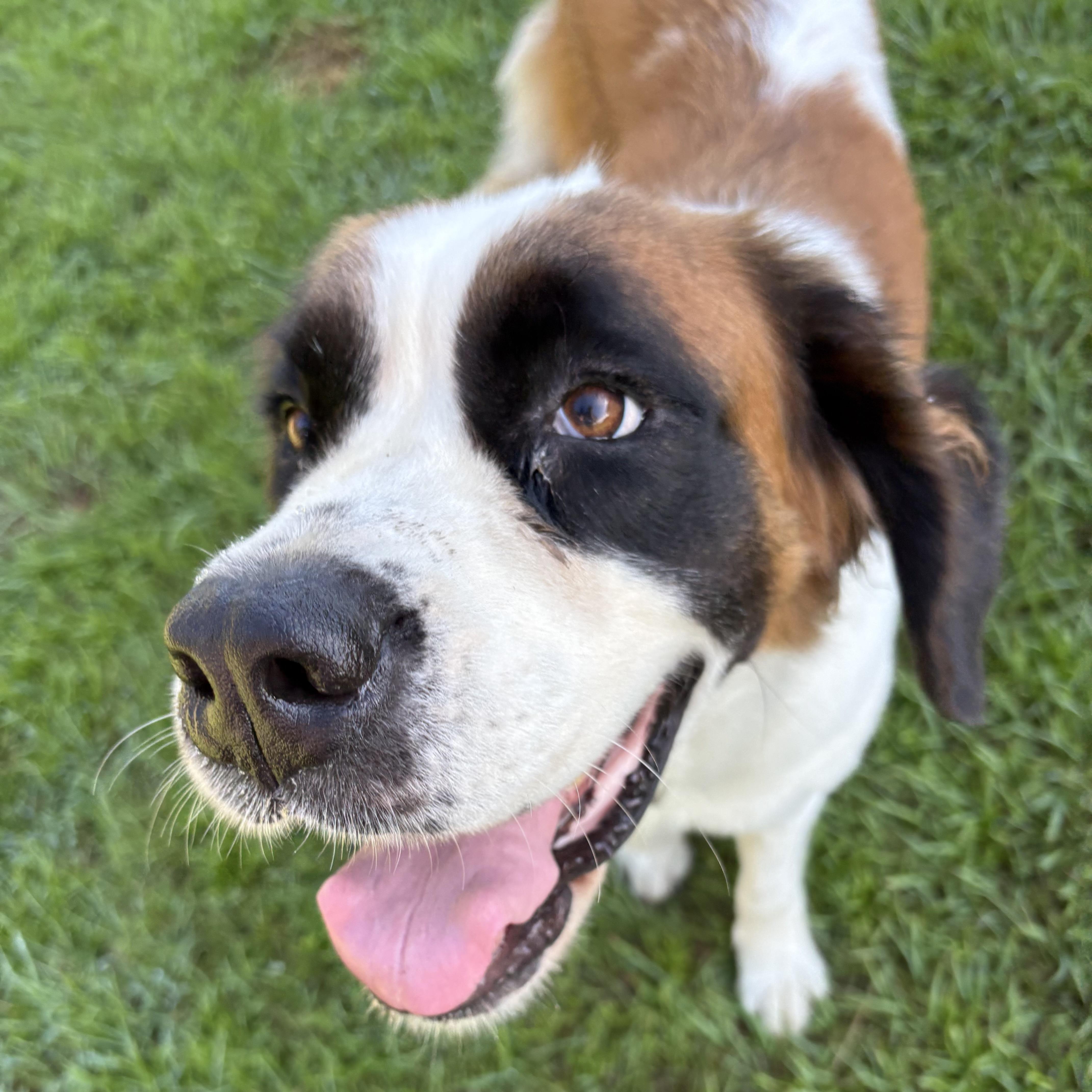 Lottie, Adoptable, Adult Female Saint Bernard.