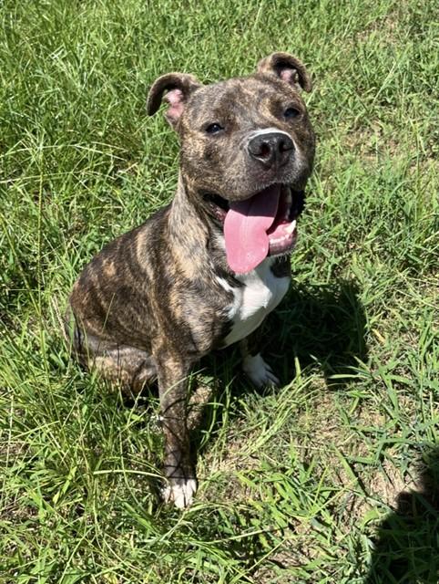 Enlarge BUSTER, a Adoptable mixed breed in Augusta, GA image 1/1