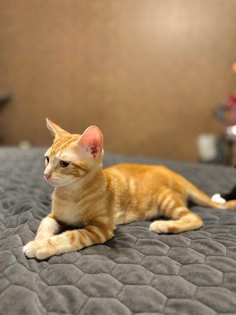 JAX, Adopted, Kitten Male Tabby.