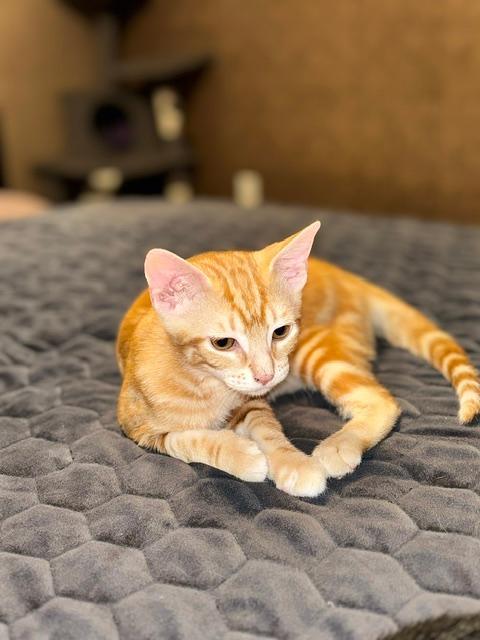 Enlarge JAX, a Adopted Tabby in Capshaw, AL image 2/3