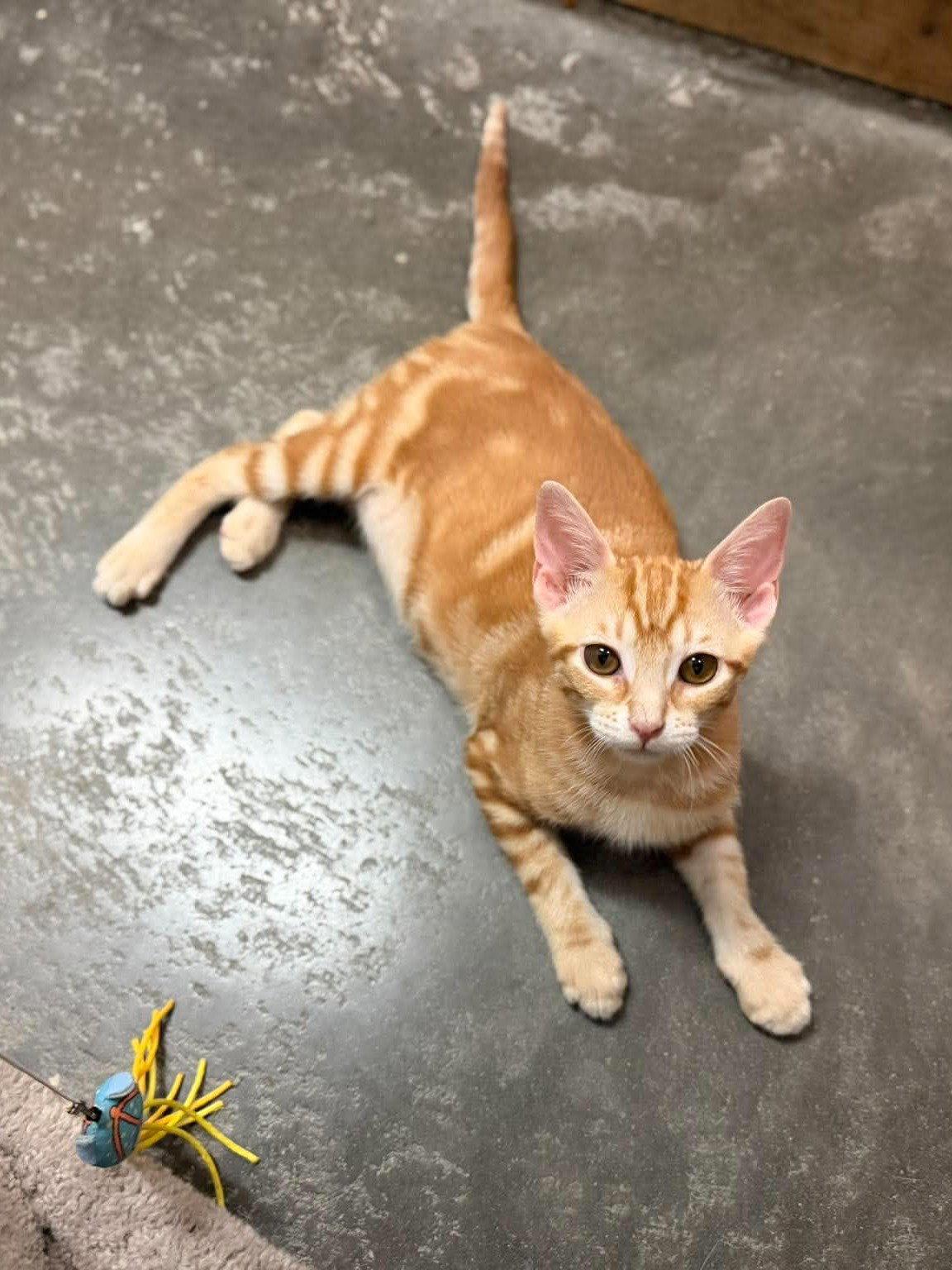 Enlarge JAX, a Adopted Tabby in Capshaw, AL image 3/3