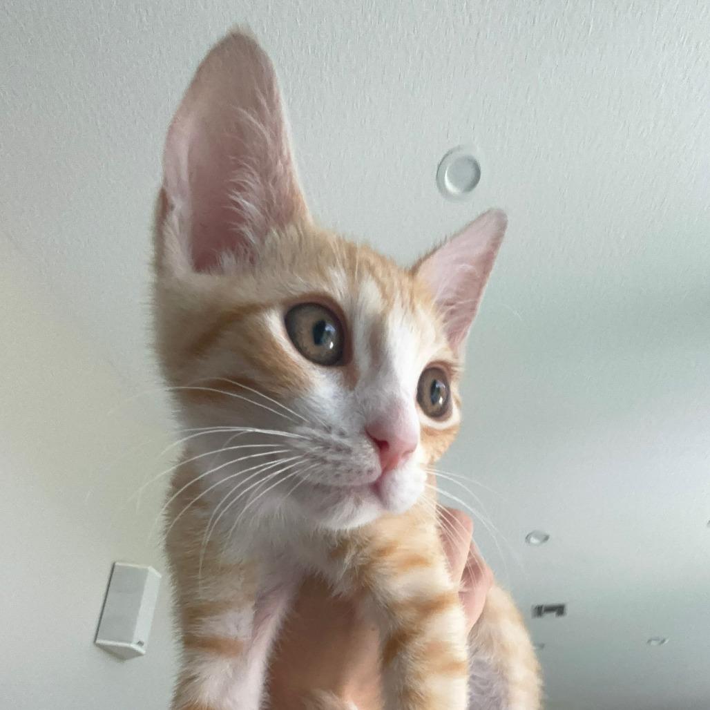 Enlarge Ginny, a ADOPTABLE Domestic Short Hair in Parkland, FL image 3/4