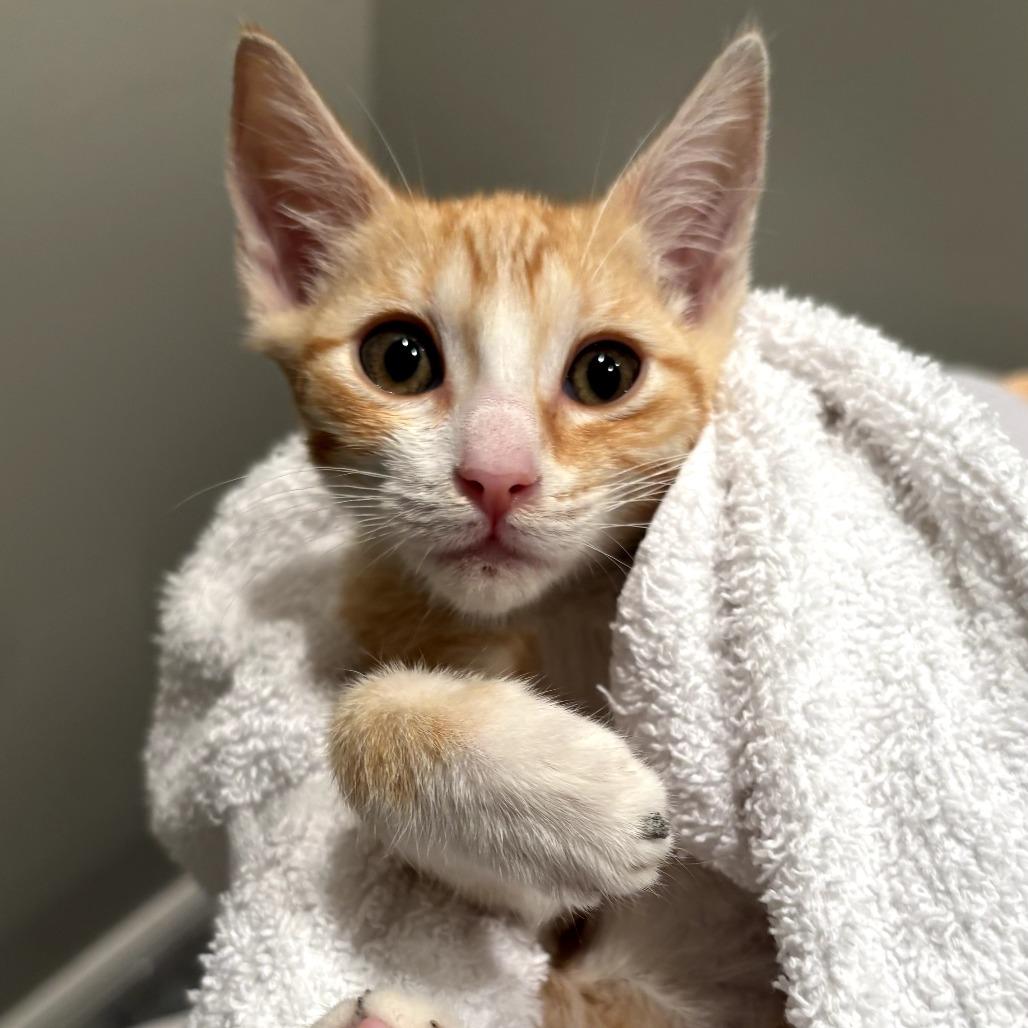 Ginny, ADOPTABLE, Young Female Domestic Short Hair.