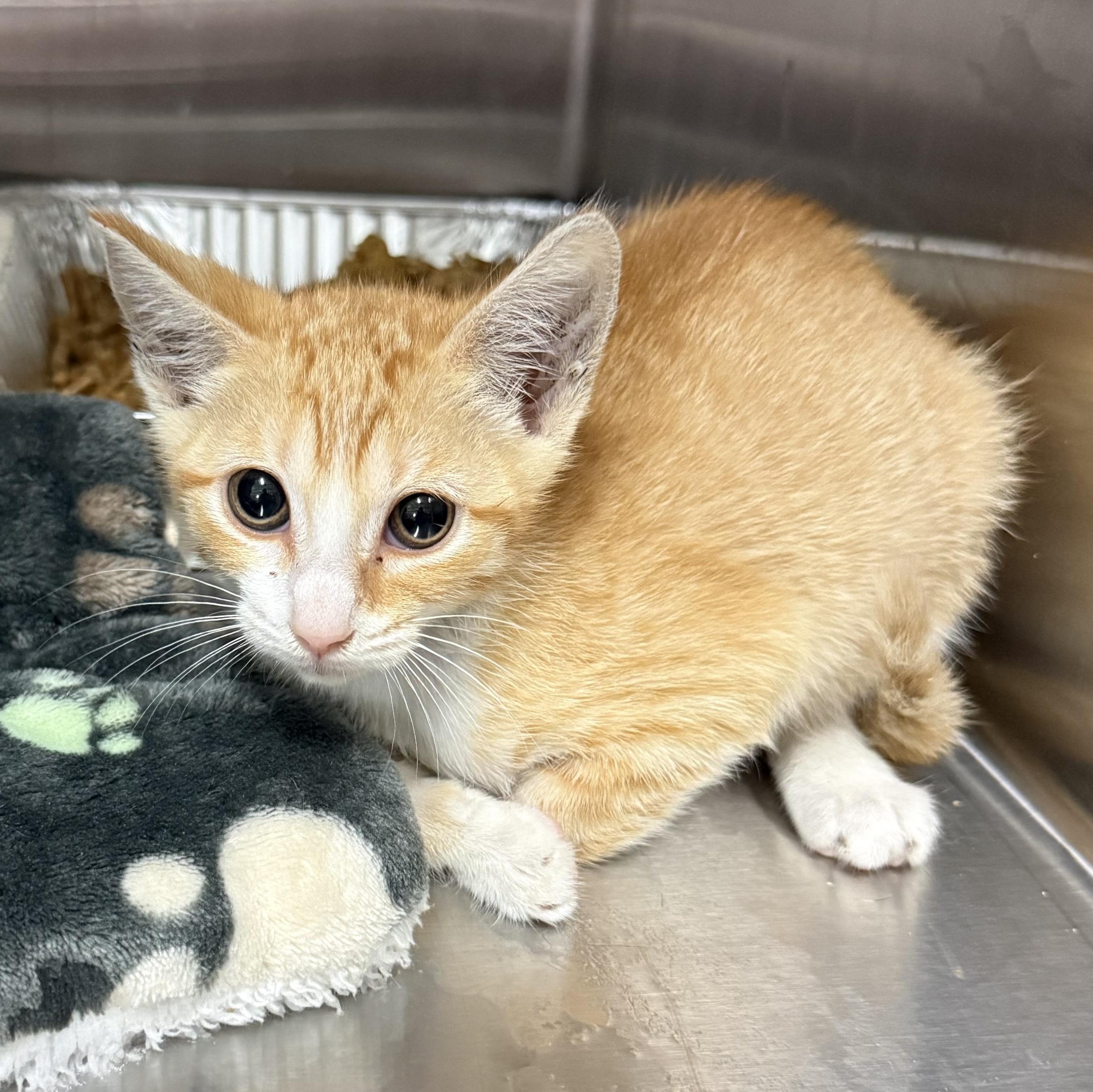 Ginny, ADOPTABLE, Young Female Domestic Short Hair.