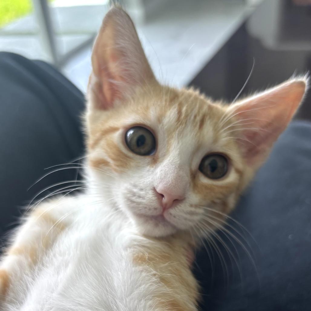 Enlarge Ginny, a ADOPTABLE Domestic Short Hair in Parkland, FL image 2/4