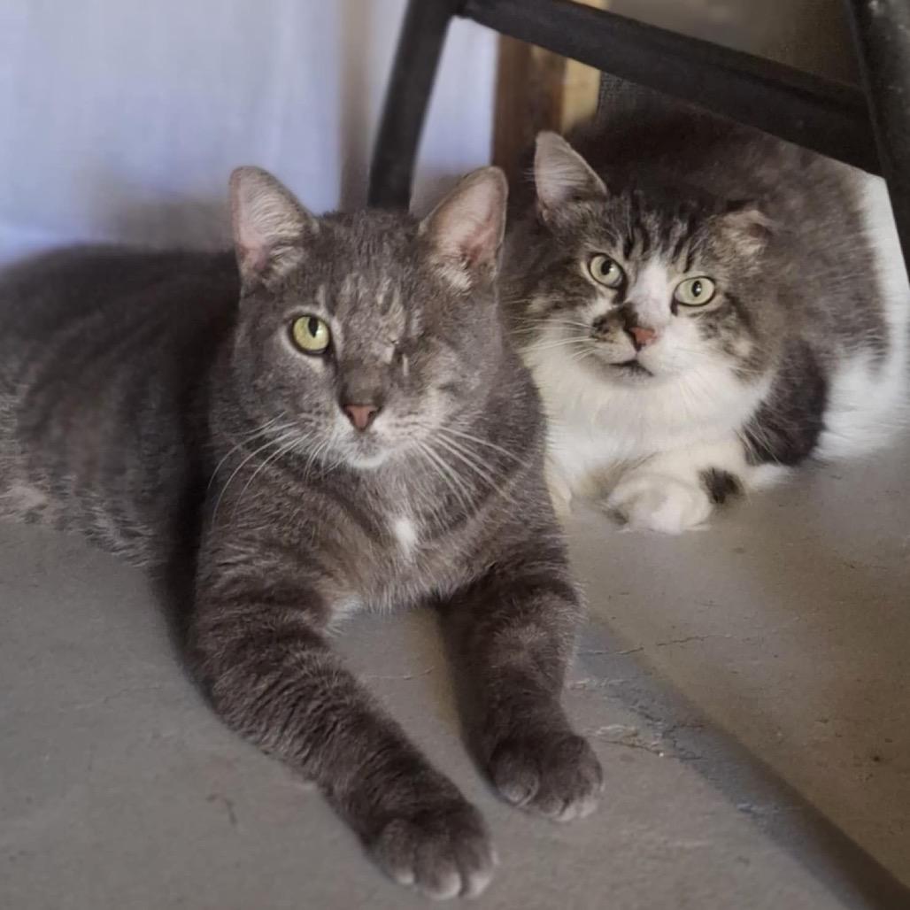 Mr. Big, Adoptable, Adult Male Domestic Long Hair.