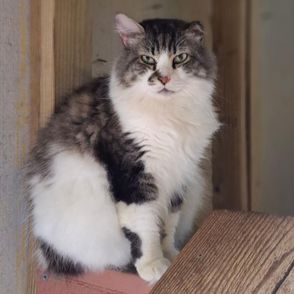Enlarge Mr. Big, a Adoptable Domestic Long Hair in Titusville, FL image 2/4