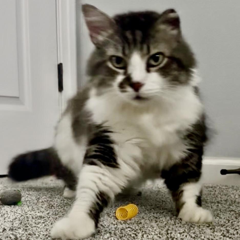 Mr. Big, a Adoptable Domestic Long Hair in Titusville, FL image 3/6