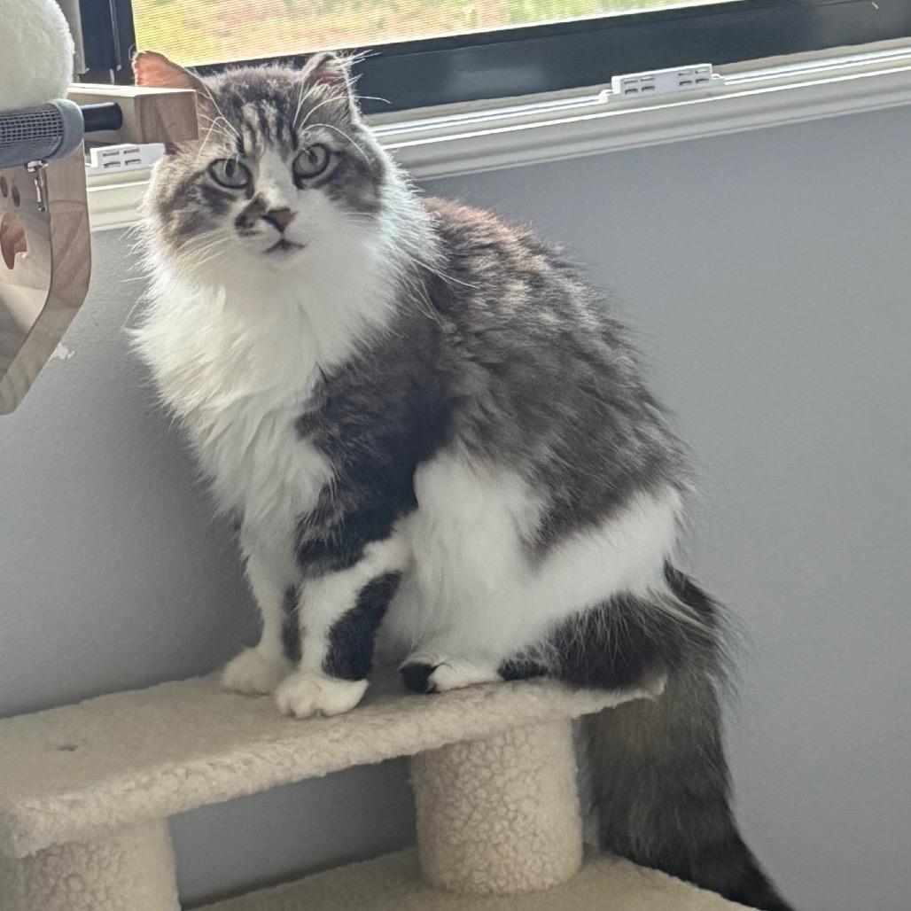 Mr. Big, a Adoptable Domestic Long Hair in Titusville, FL image 4/6