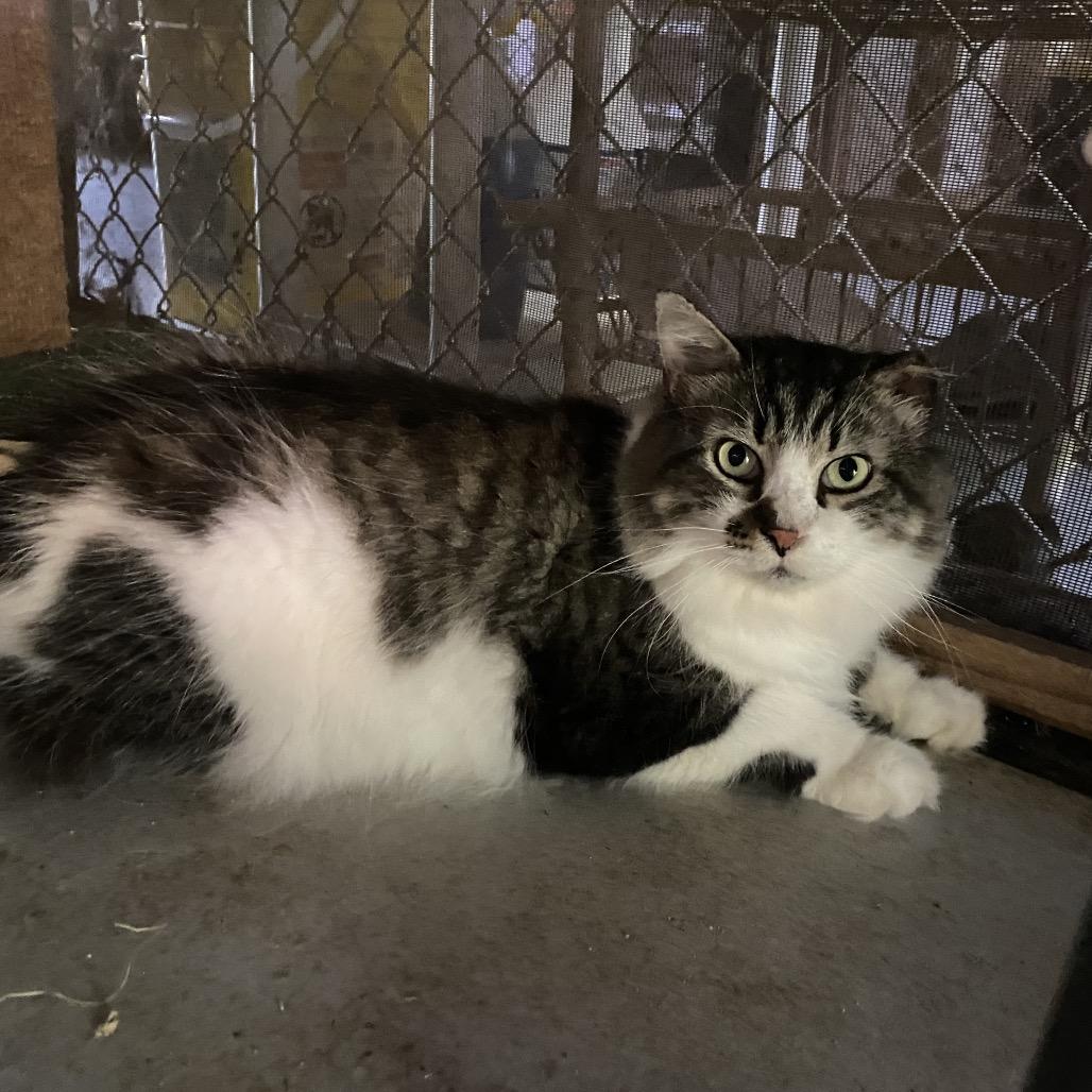 Enlarge Mr. Big, a Adoptable Domestic Long Hair in Titusville, FL image 3/4