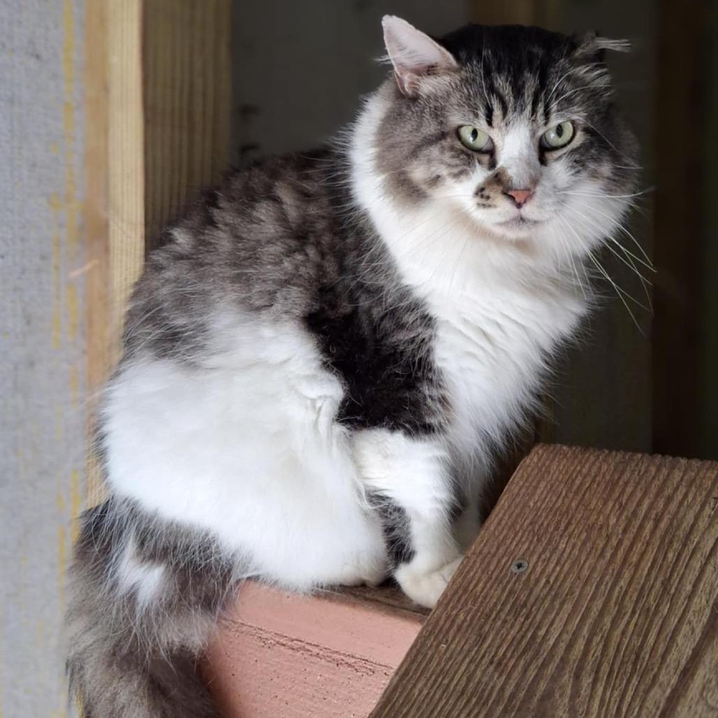 Enlarge Mr. Big, a Adoptable Domestic Long Hair in Titusville, FL image 4/4