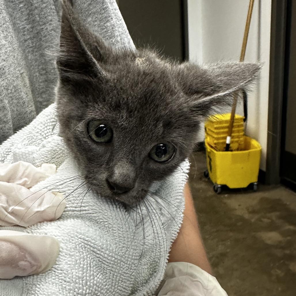 Enlarge Panther, a Adoptable Domestic Medium Hair in Cleveland, MS image 2/4