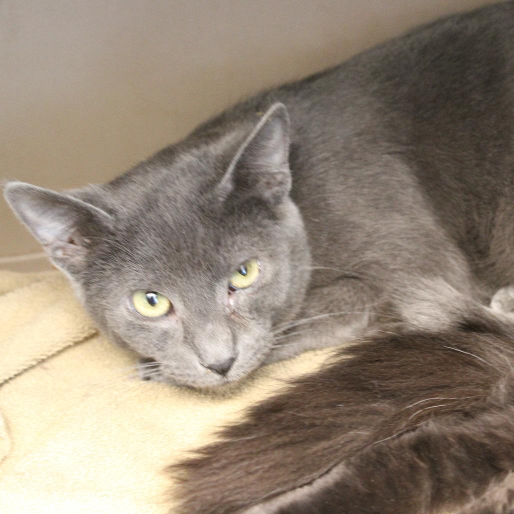 Enlarge Panther, a Adoptable Domestic Medium Hair in Cleveland, MS image 3/4