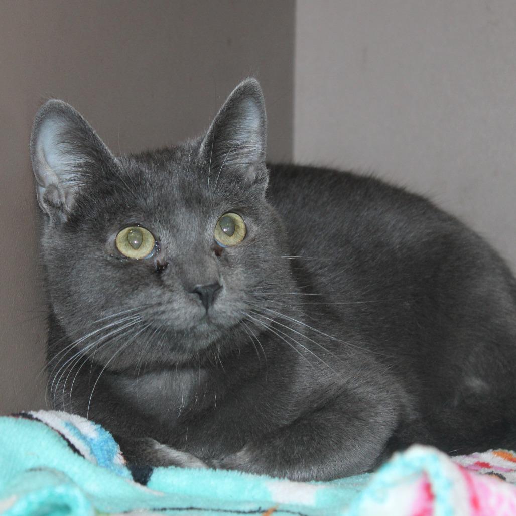 Enlarge Panther, a Adoptable Domestic Medium Hair in Cleveland, MS image 4/4