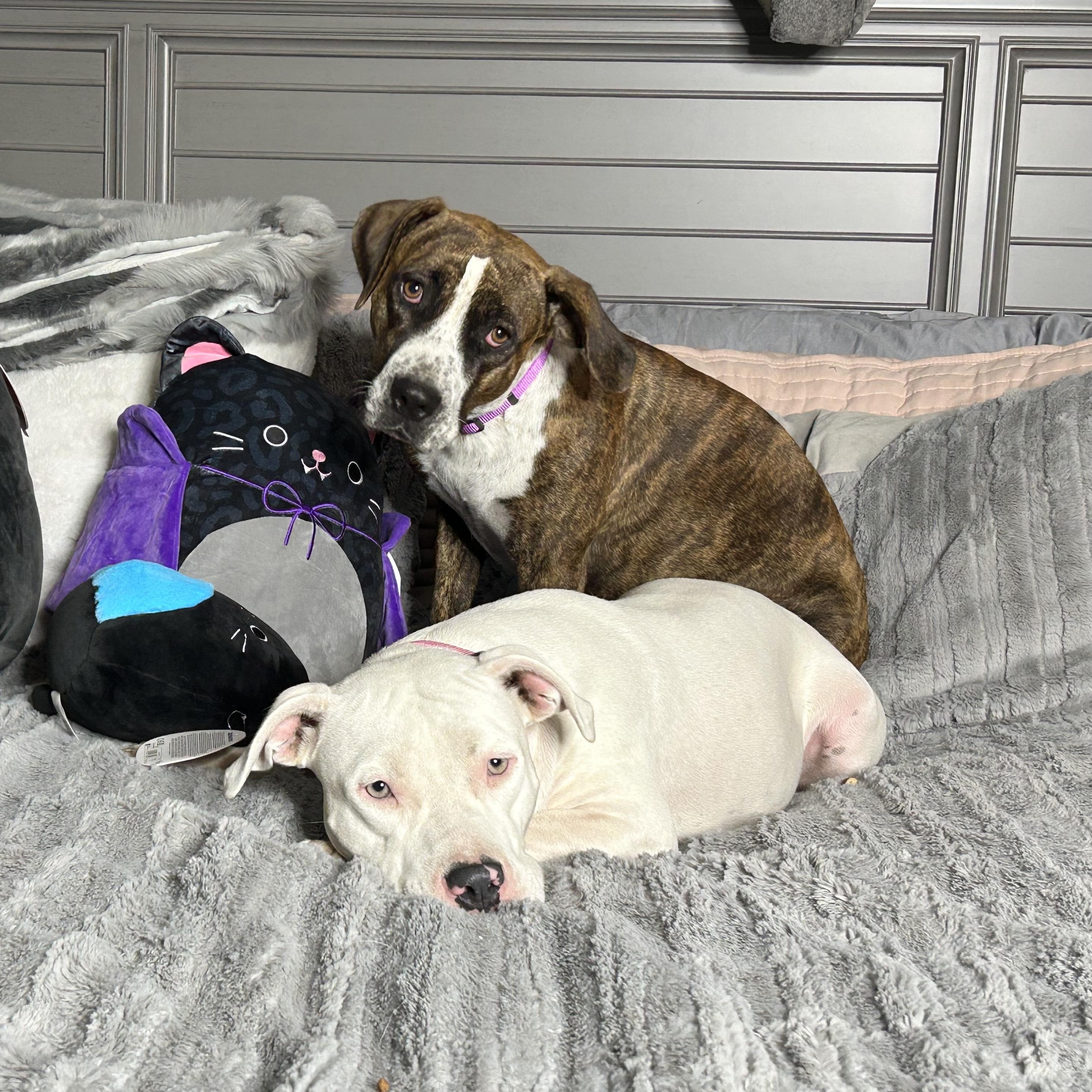 Darling Brie and Eclair, Young Female Boxer