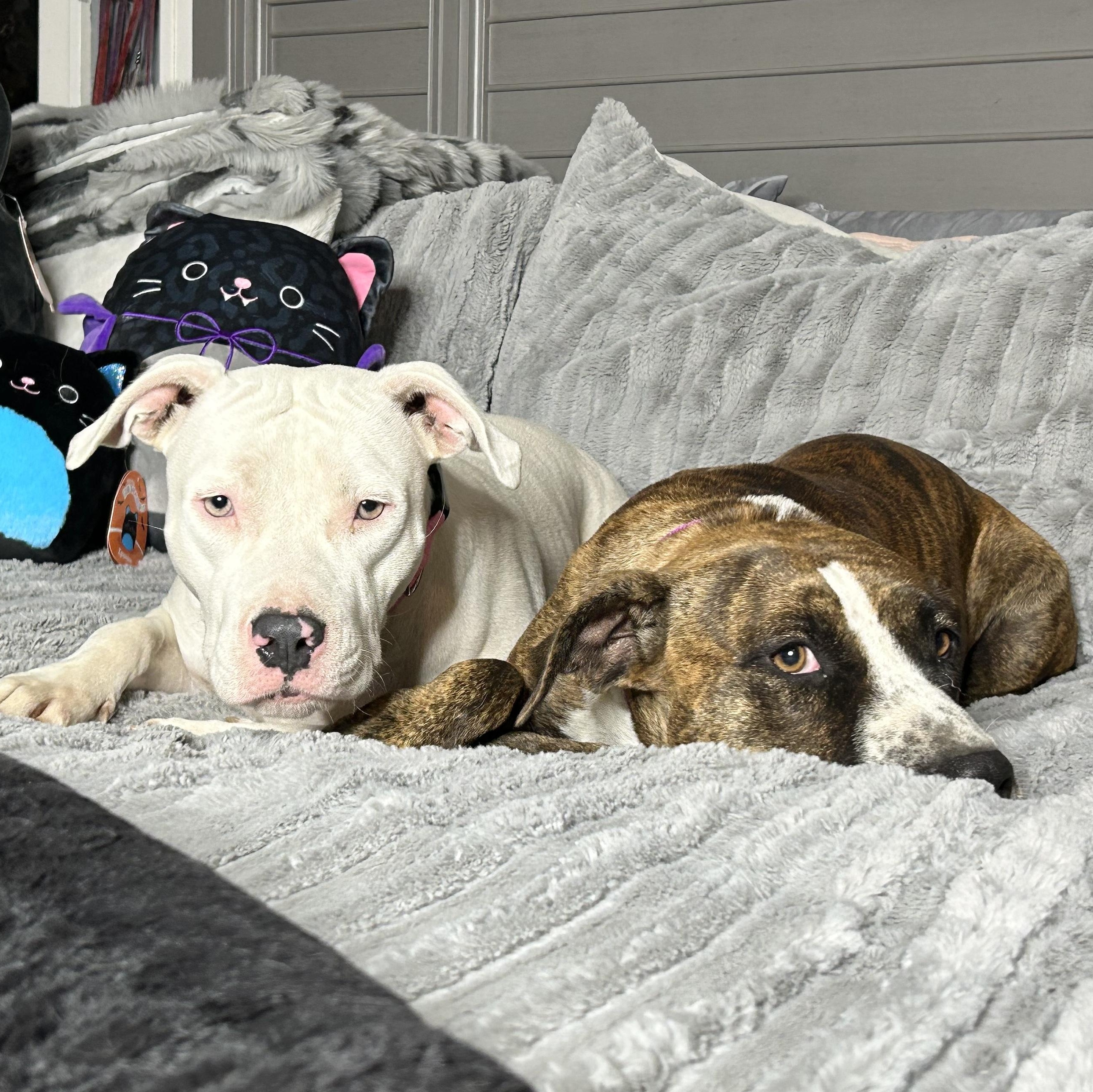 Darling Brie and Eclair, a Adoptable mixed breed in West Hartford , CT image 2/5
