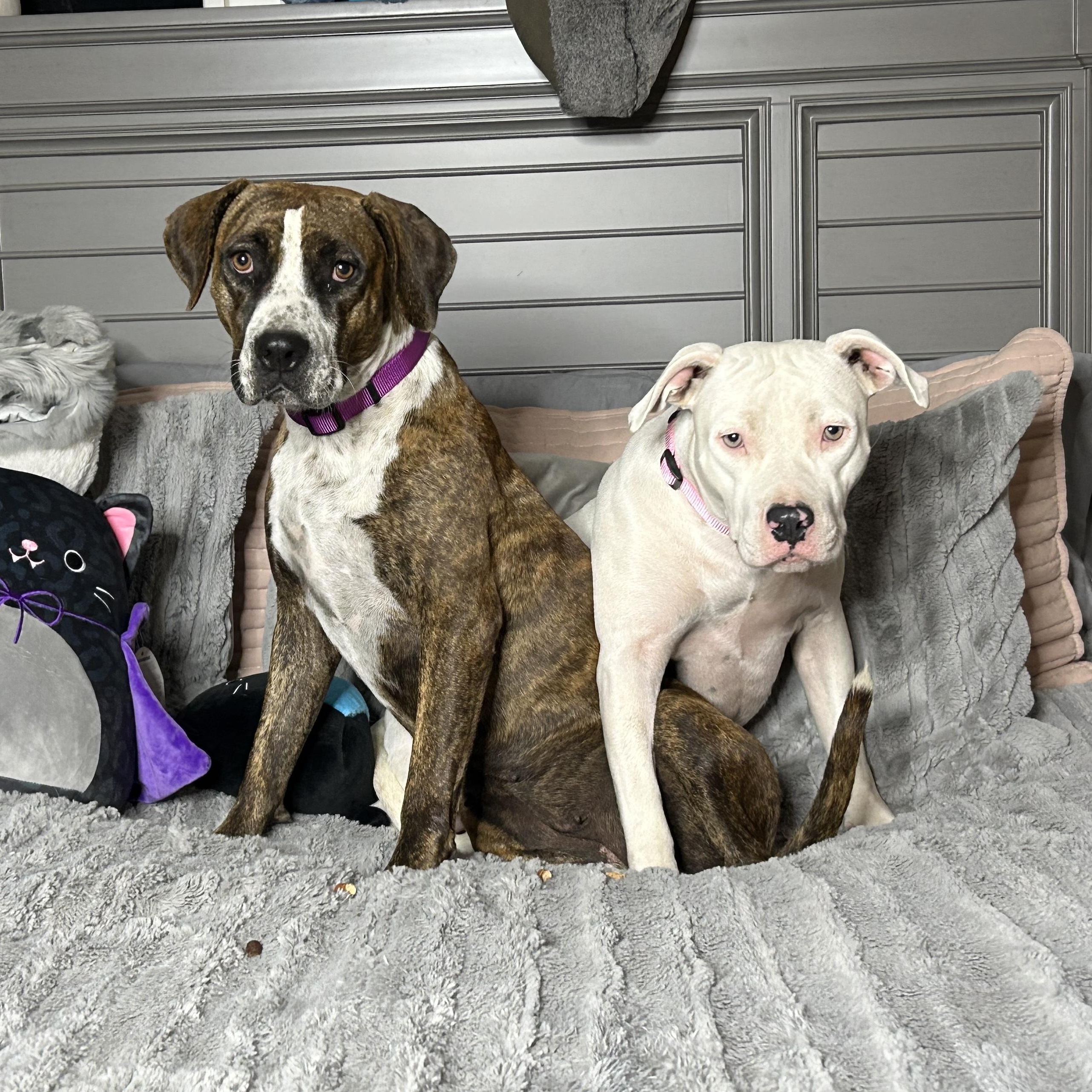 Darling Brie and Eclair, a Adoptable mixed breed in West Hartford , CT image 3/5
