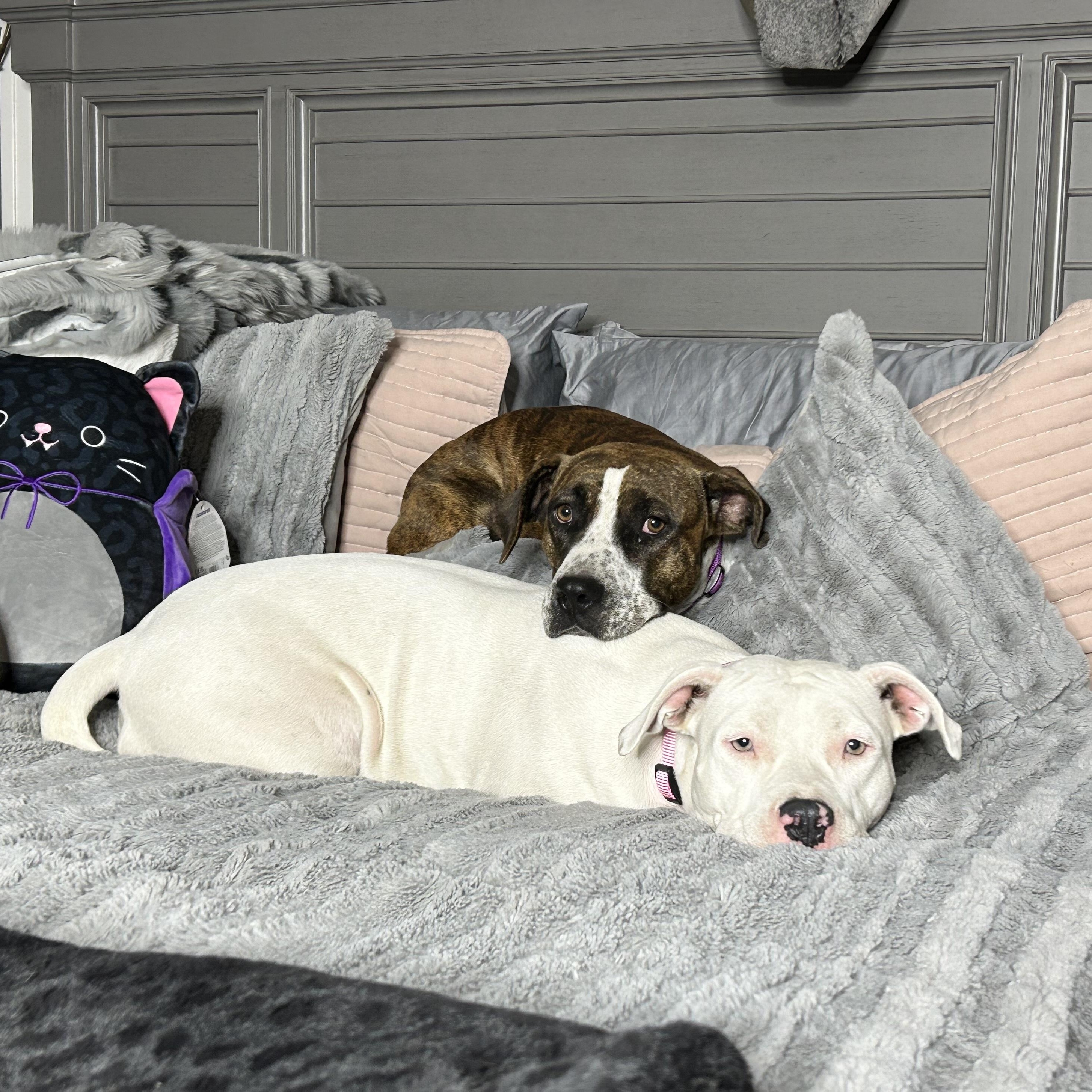 Darling Brie and Eclair, a Adoptable mixed breed in West Hartford , CT image 4/5