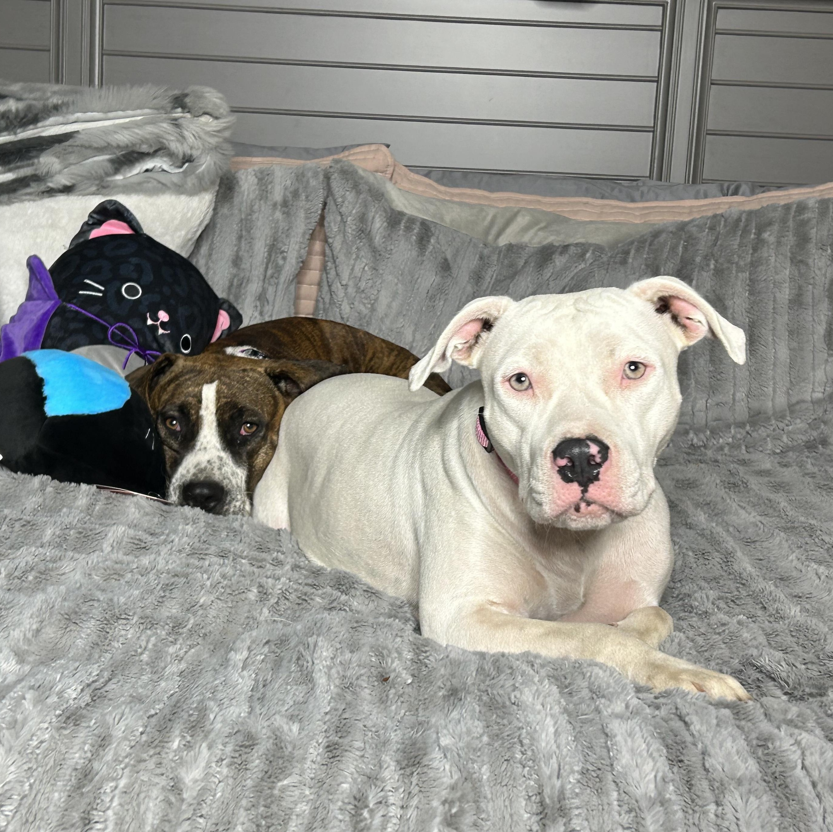 Darling Brie and Eclair, a Adoptable mixed breed in West Hartford , CT image 5/5