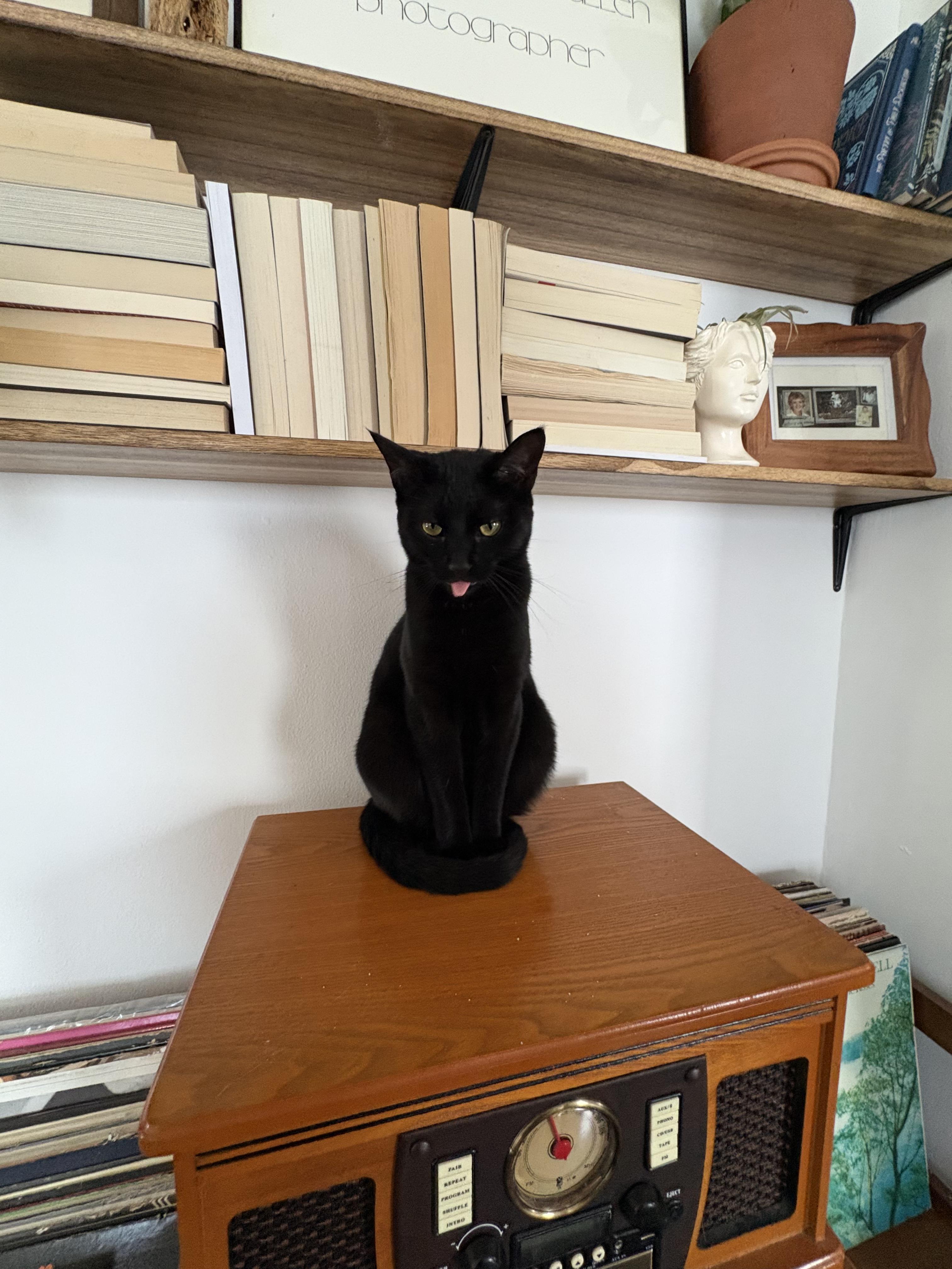 Enlarge Cosmo, a ADOPTABLE Domestic Short Hair in Indianapolis, IN image 3/3