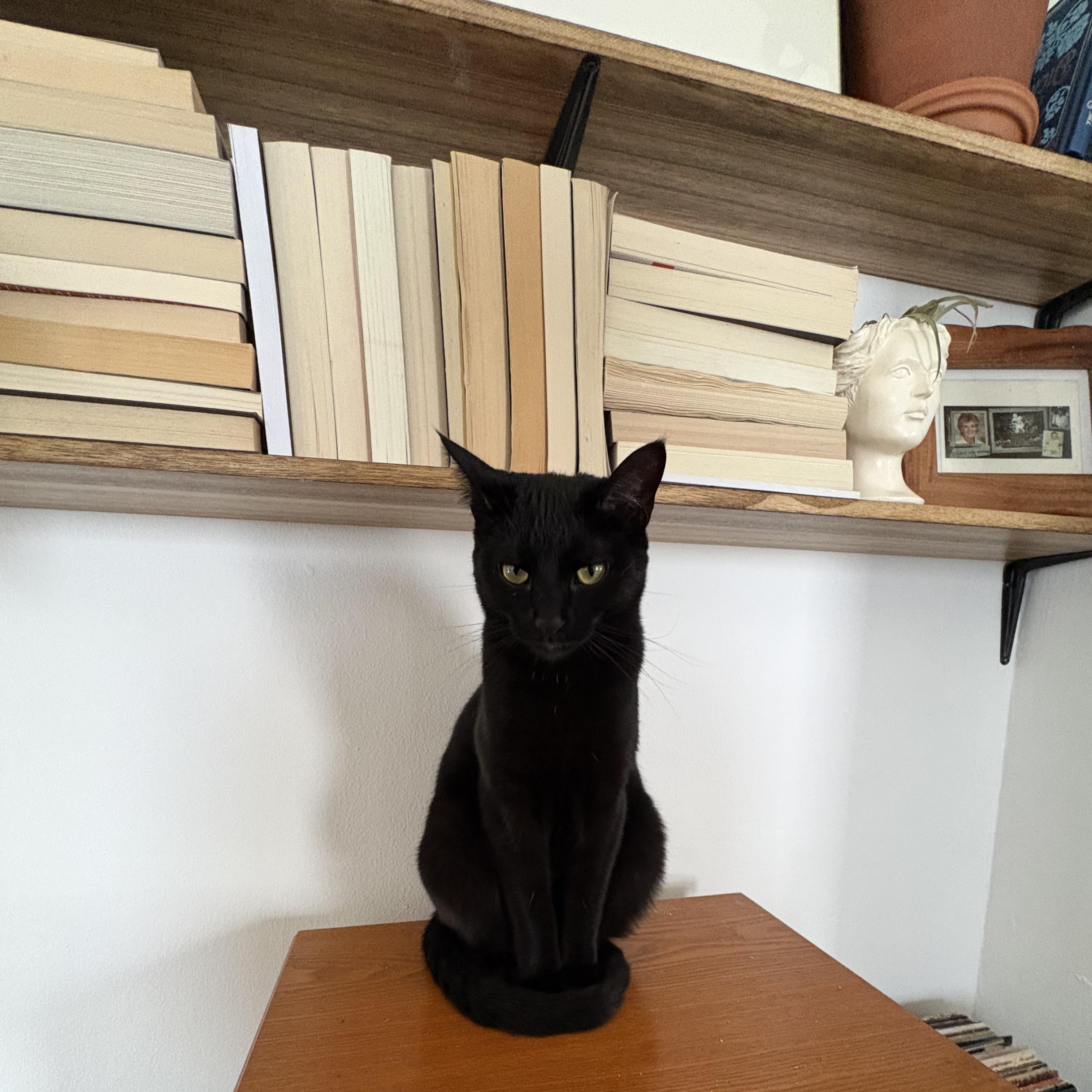 Enlarge Cosmo, a ADOPTABLE Domestic Short Hair in Indianapolis, IN image 1/3