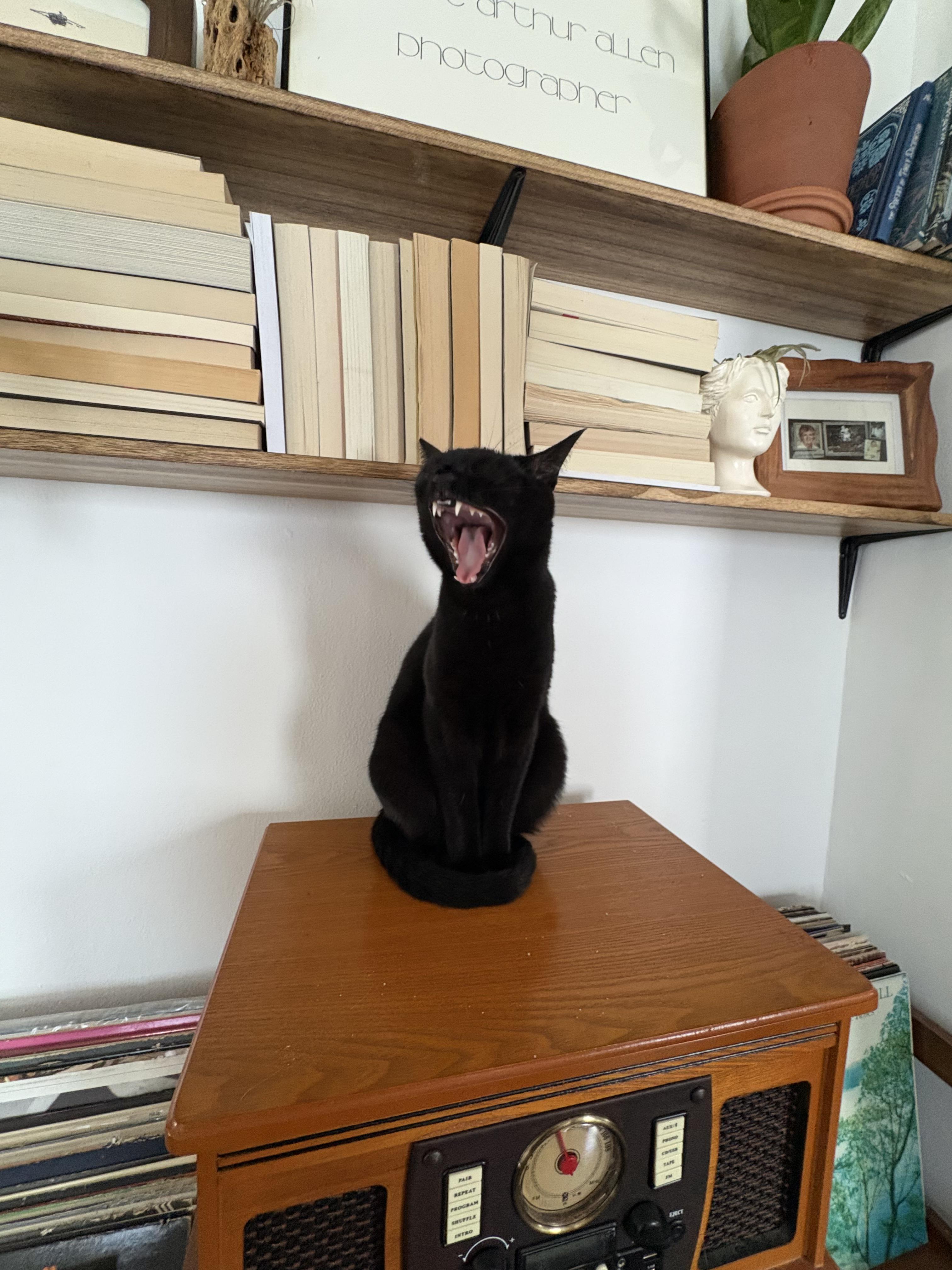 Enlarge Cosmo, a ADOPTABLE Domestic Short Hair in Indianapolis, IN image 2/3