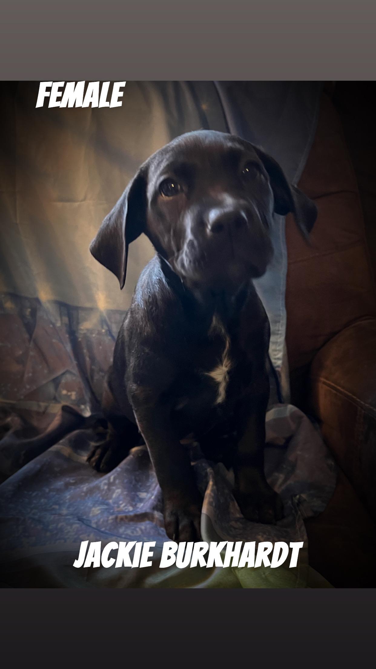 Jackie Burkhardt, Adoptable, Young Female Mixed Breed.