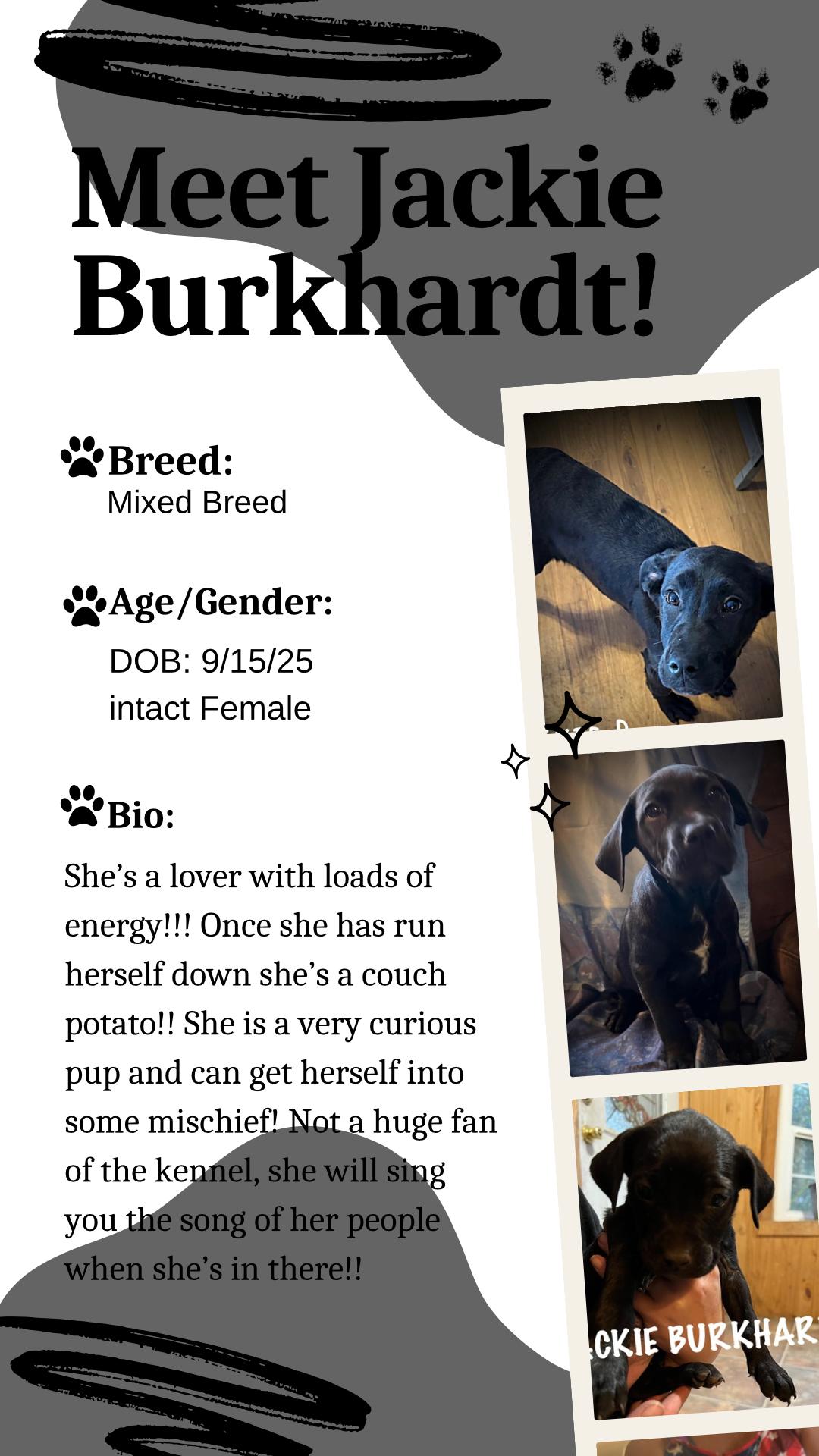Jackie Burkhardt, a Adoptable Mixed Breed in Klamath Falls, OR image 1/2