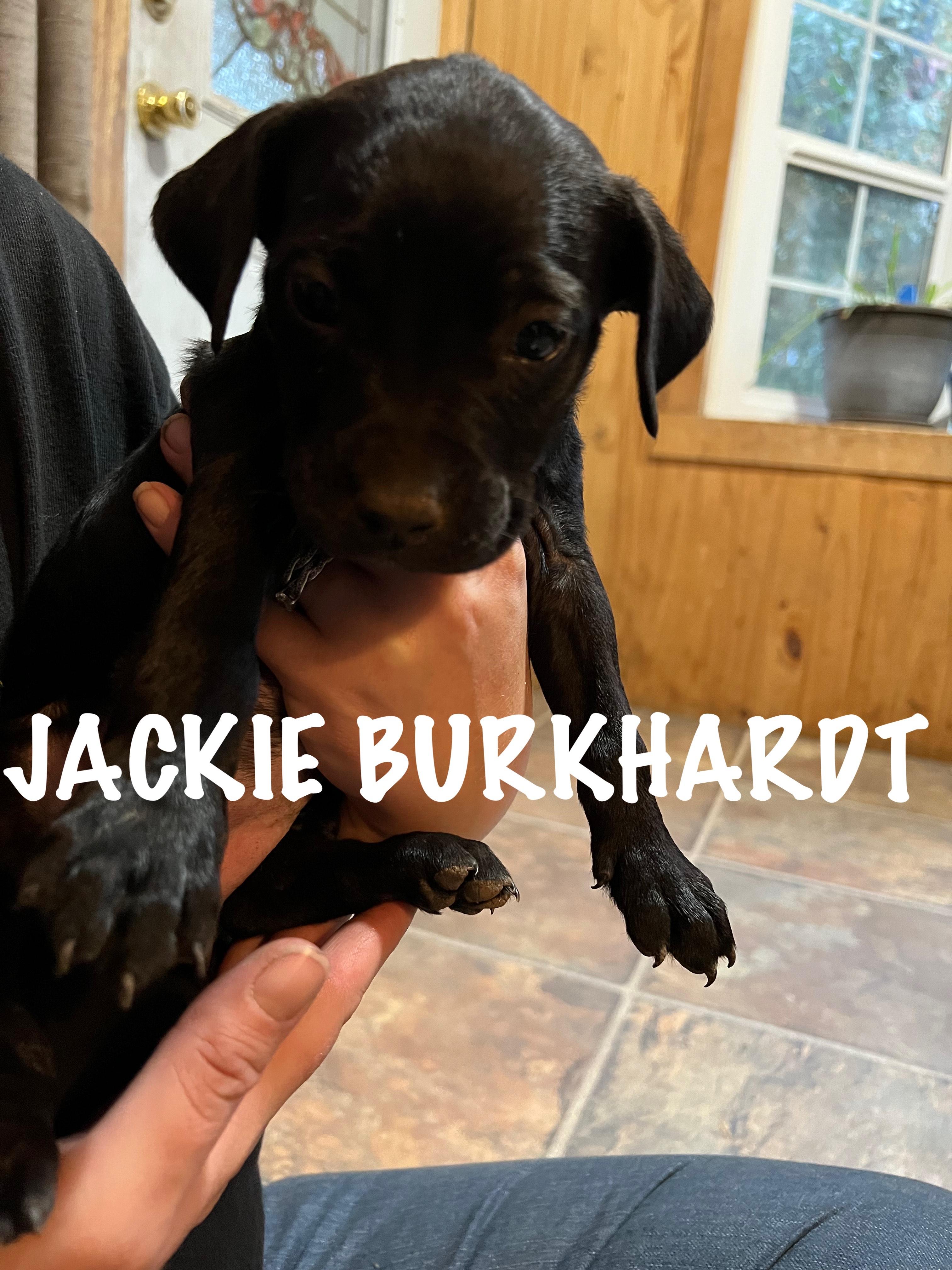 Enlarge Jackie Burkhardt, a Adoptable Mixed Breed in Klamath Falls, OR image 2/2