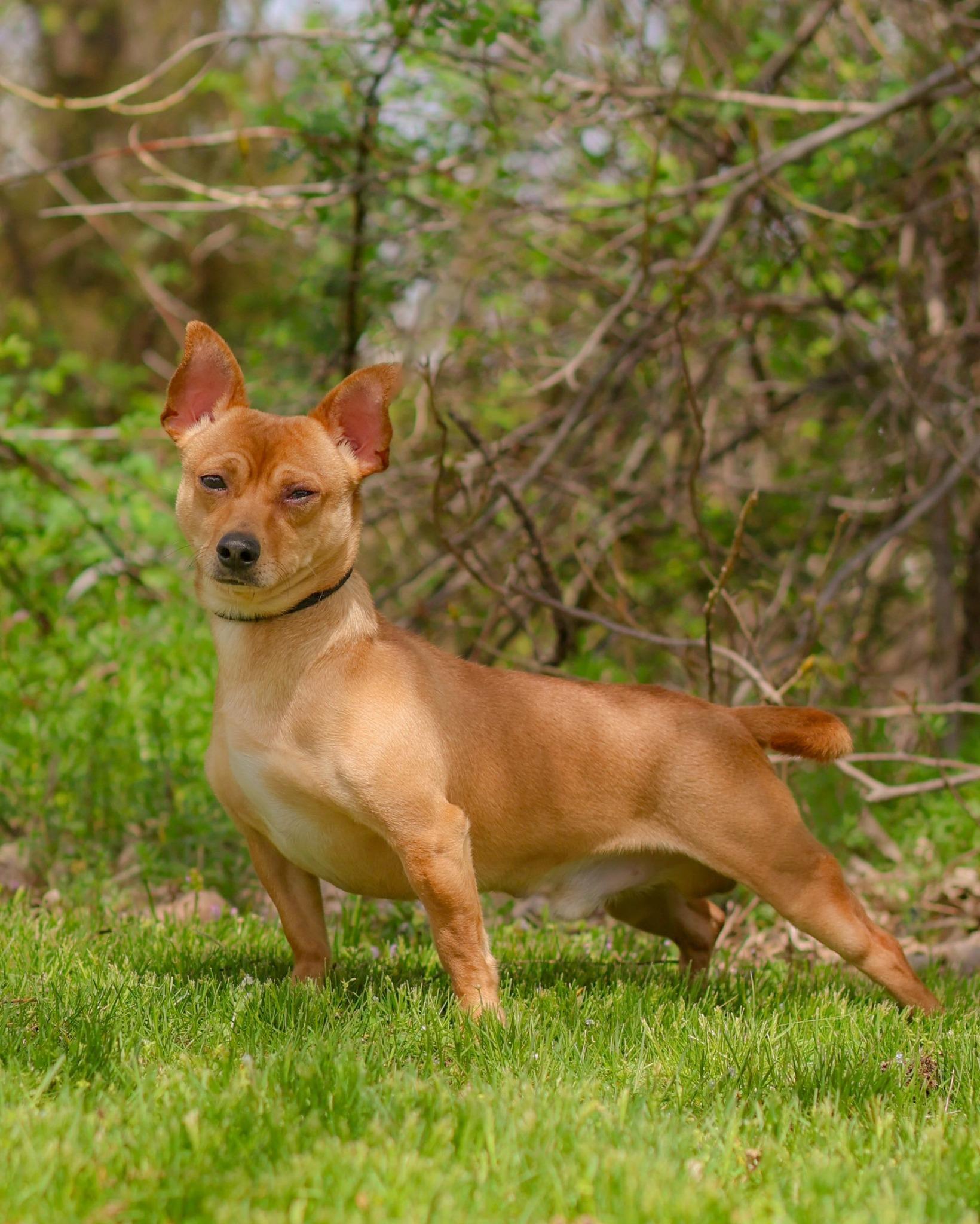 Enlarge SPEEDY GONZALES (0515), a ADOPTABLE mixed breed in Bridgeport, CT image 1/1