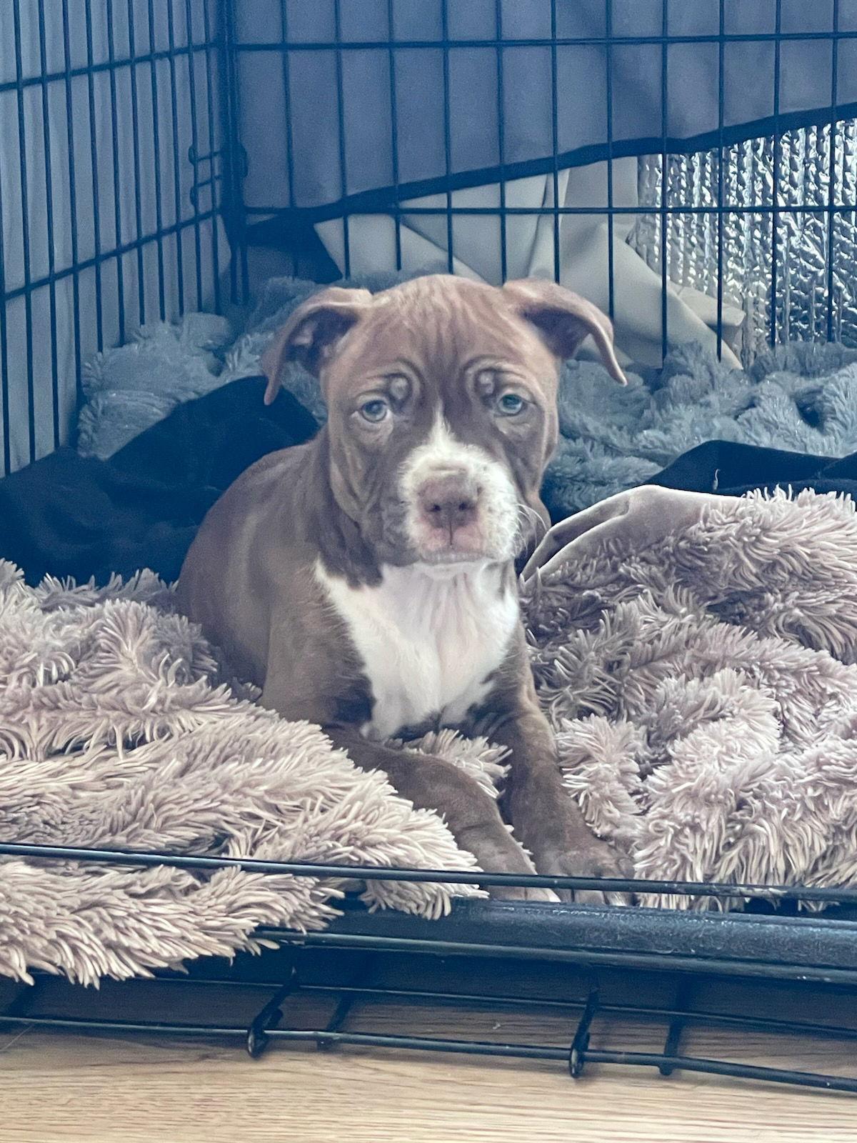 Enlarge Bergamot Orange, a Adopted American Bulldog in Crete, IL image 1/1