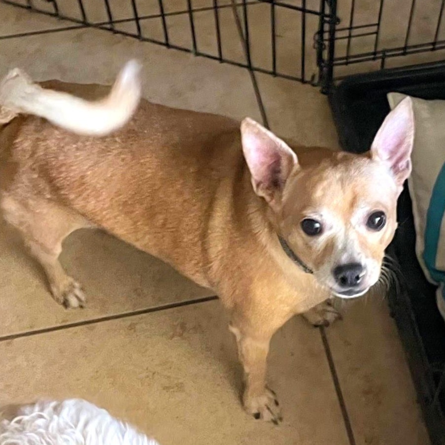 Enlarge Teddy22, a ADOPTABLE Chihuahua in Phoenix, AZ image 2/3